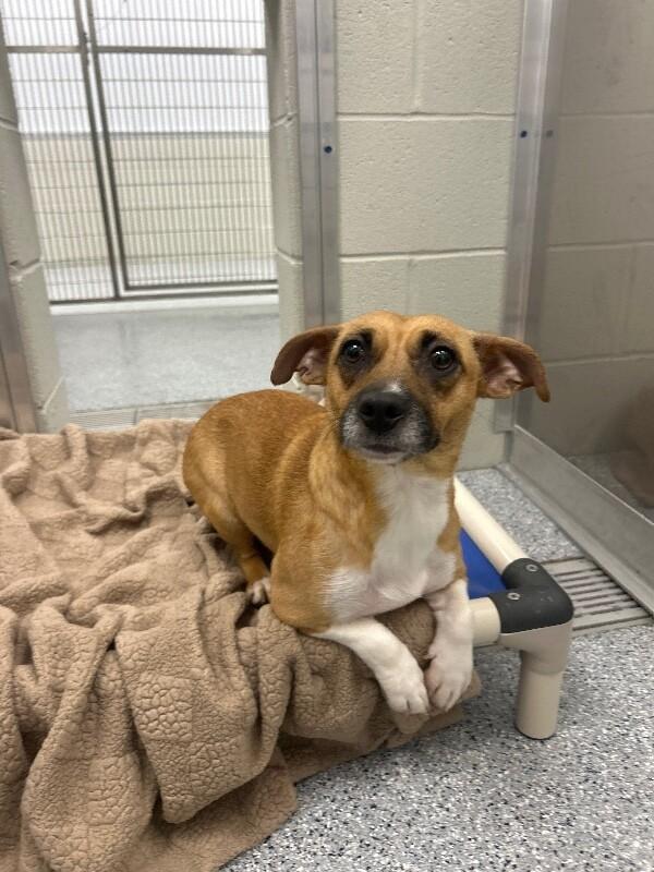 Terri, a Adoptable mixed breed in bellefontaine, OH image 3/4