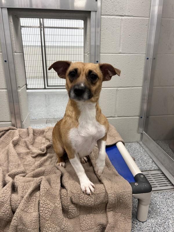 Terri, a Adoptable mixed breed in bellefontaine, OH image 4/4