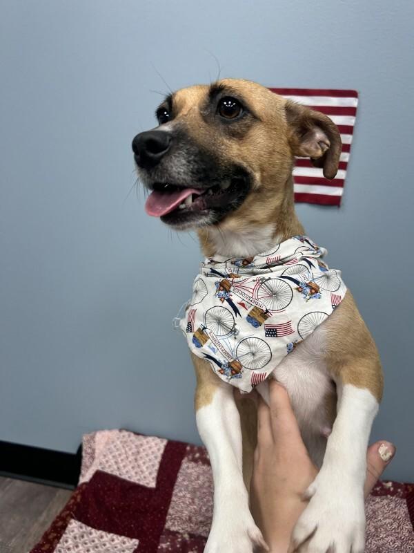 Terri, a Adoptable mixed breed in bellefontaine, OH image 1/4
