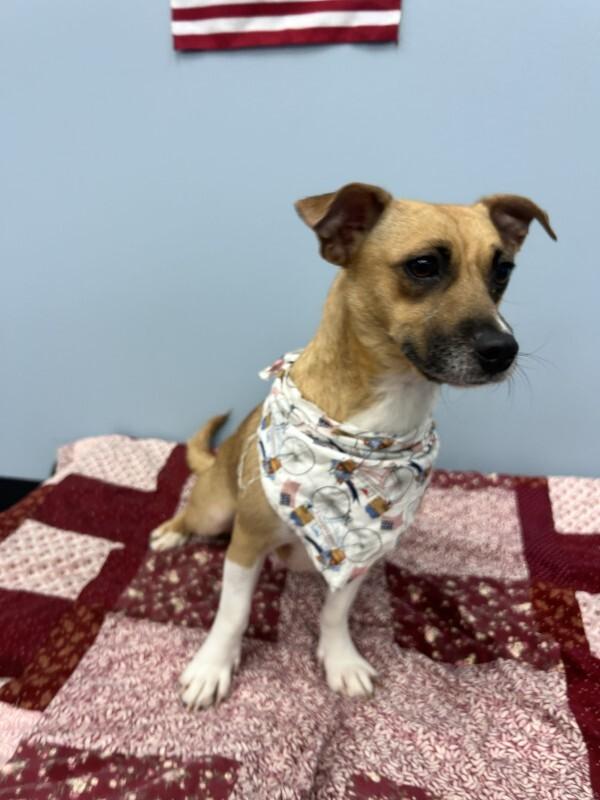 Terri, a Adoptable mixed breed in bellefontaine, OH image 2/4