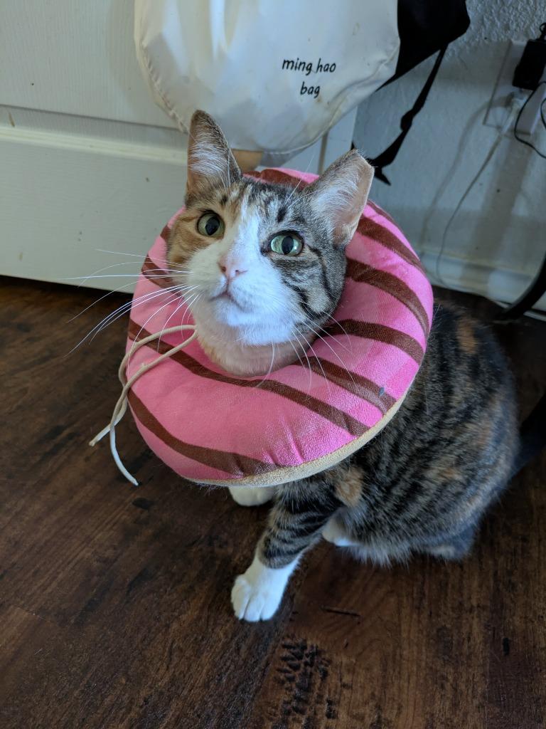 Enlarge Matcha, a Adoptable Calico in San Antonio, TX image 1/6