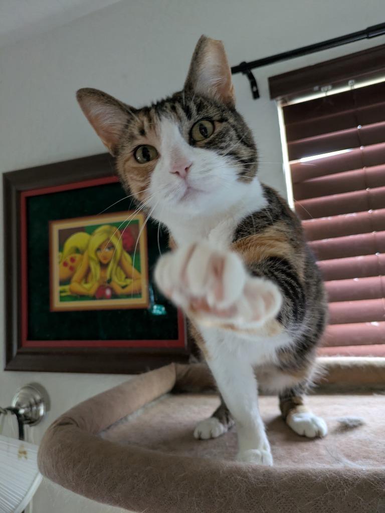 Enlarge Matcha, a Adoptable Calico in San Antonio, TX image 2/6