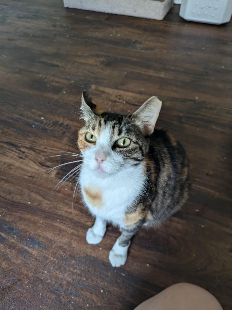 Enlarge Matcha, a Adoptable Calico in San Antonio, TX image 3/6