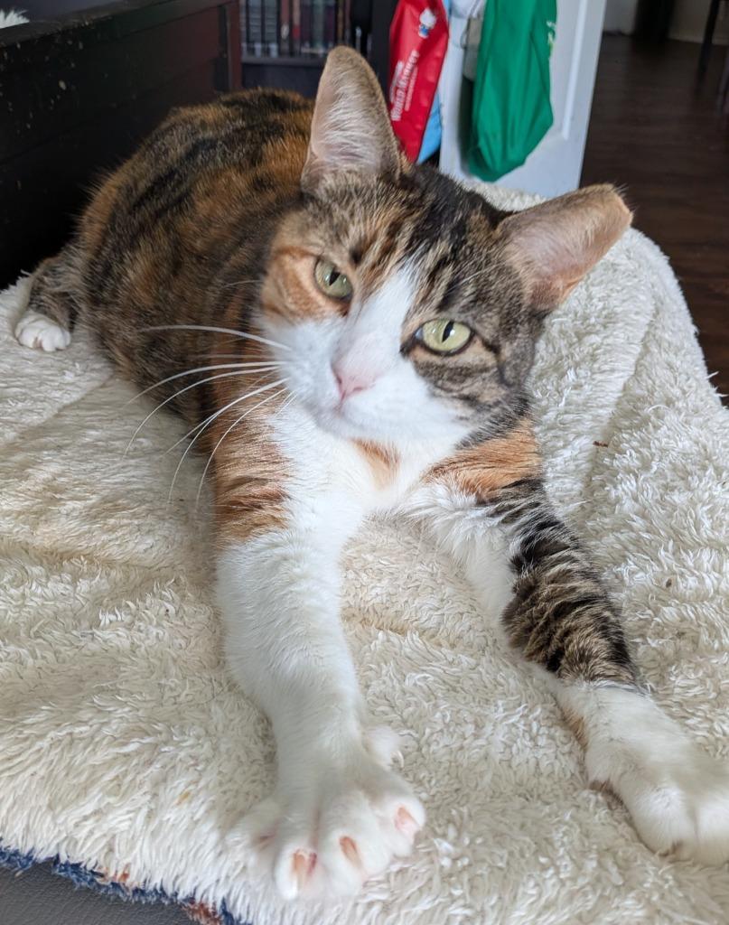 Enlarge Matcha, a Adoptable Calico in San Antonio, TX image 4/6