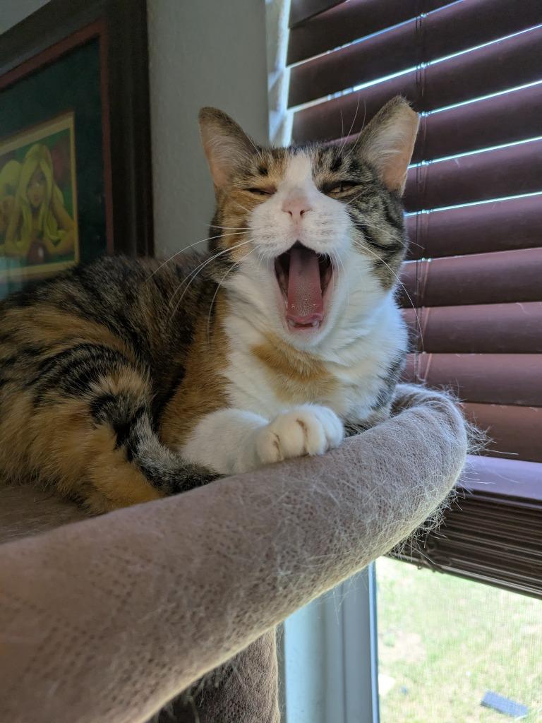 Enlarge Matcha, a Adoptable Calico in San Antonio, TX image 5/6