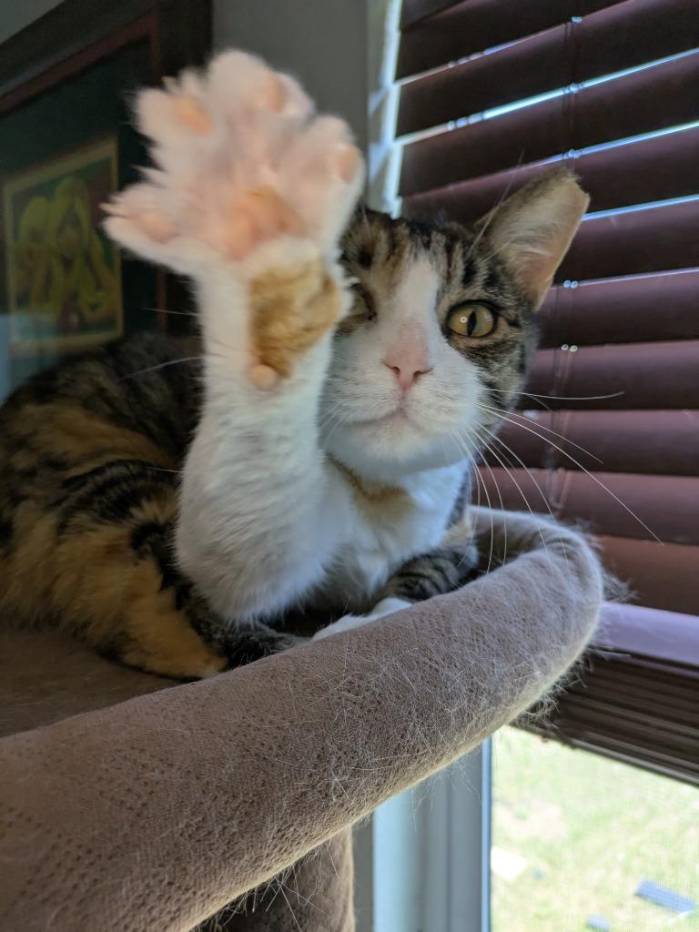 Enlarge Matcha, a Adoptable Calico in San Antonio, TX image 6/6