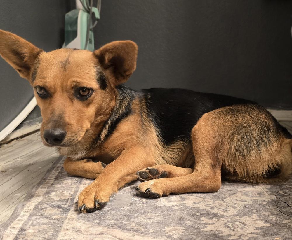 Girlie, Adoptable, Young Female Corgi.