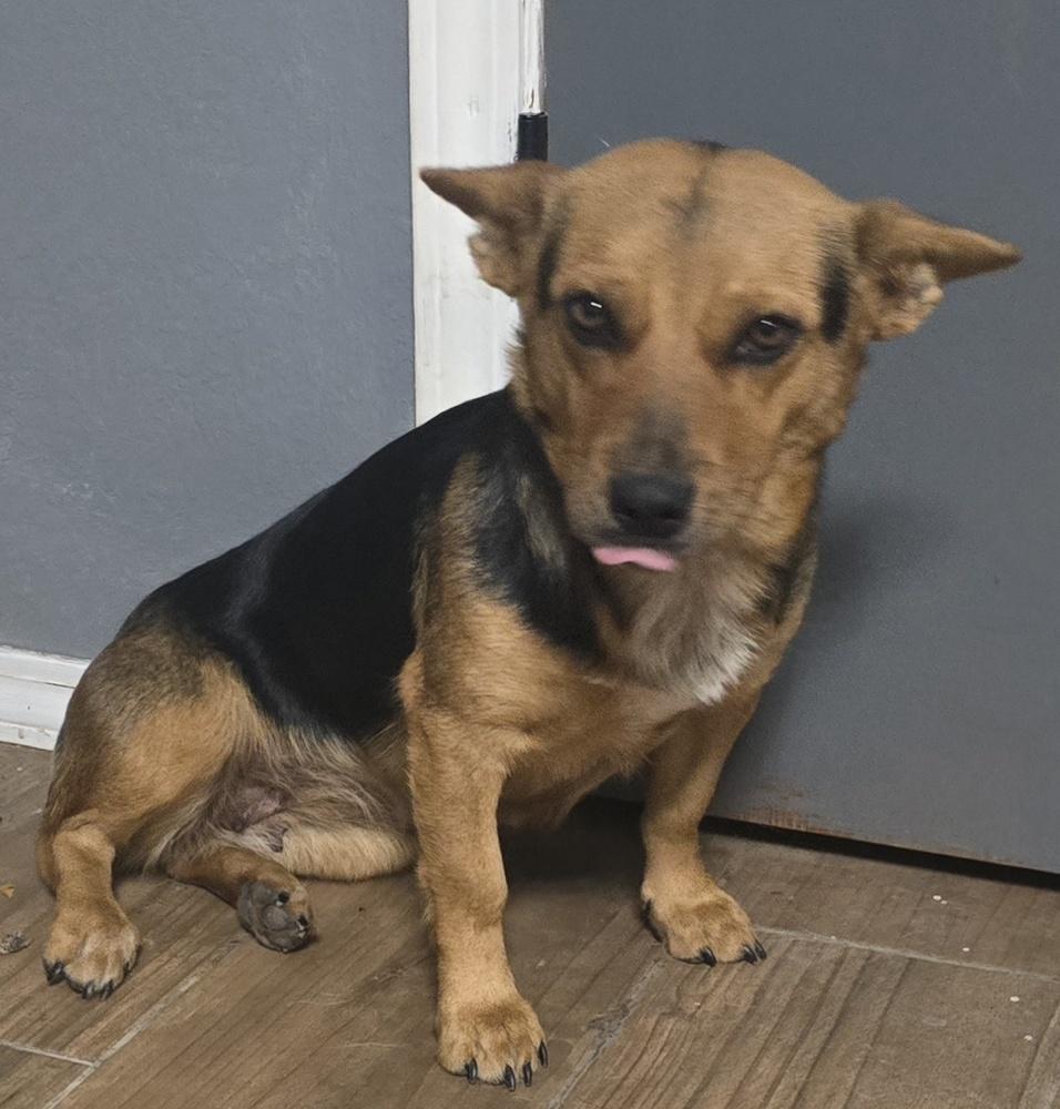 Enlarge Girlie, a Adoptable Corgi in Albuquerque, NM image 2/2