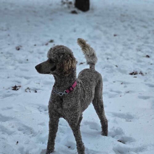 Dog for adoption Cocoa, a Standard Poodle in Dundas, ON Petfinder
