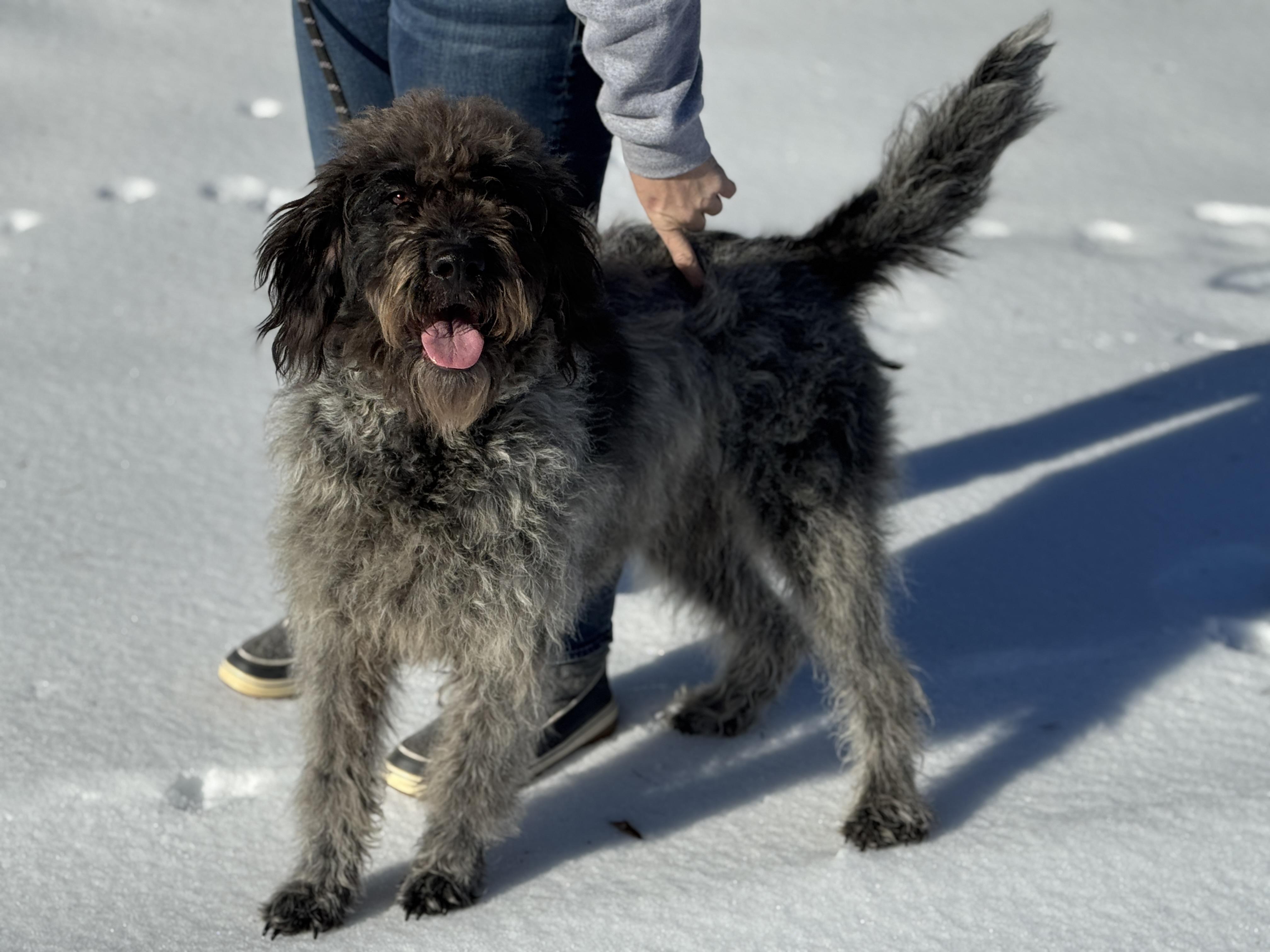 Maya, an adopted mixed breed in Richmond, VA image 6/6