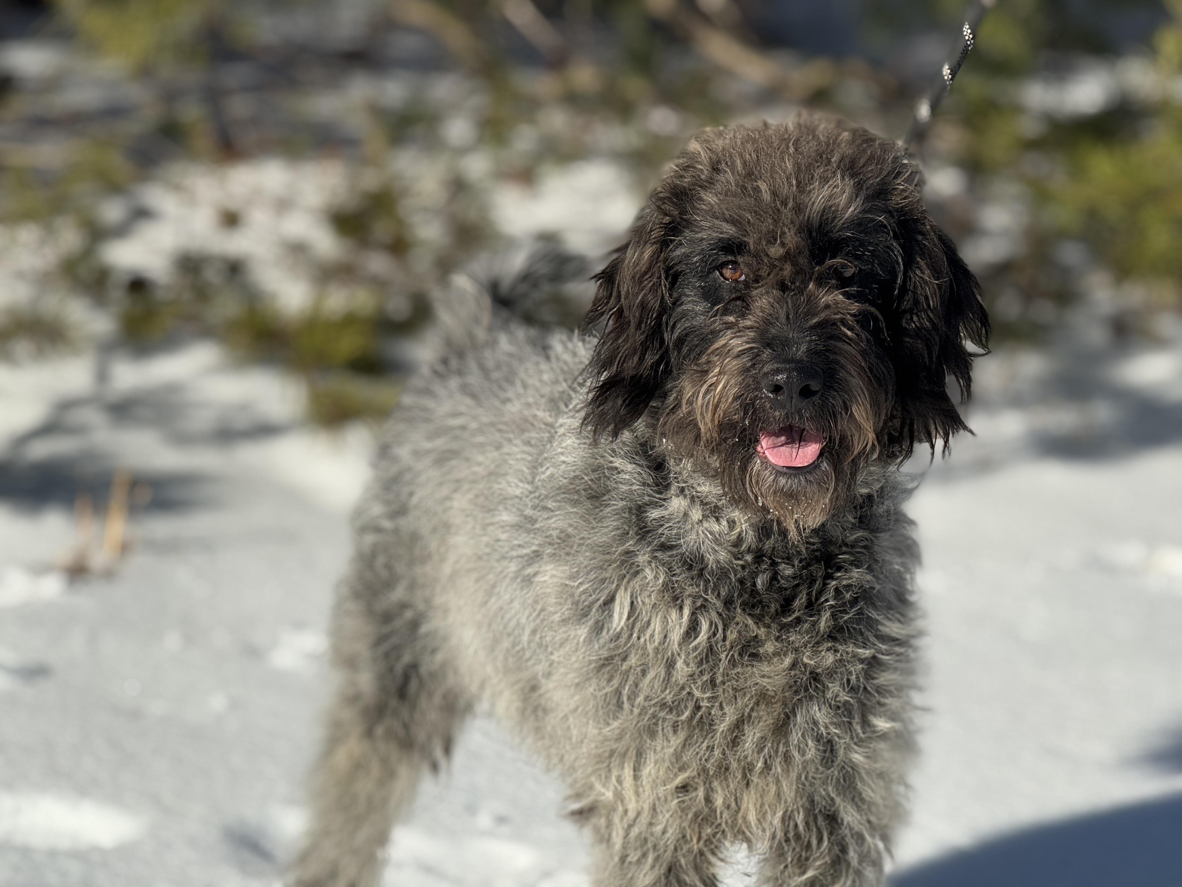 Maya, an adopted mixed breed in Richmond, VA image 3/6