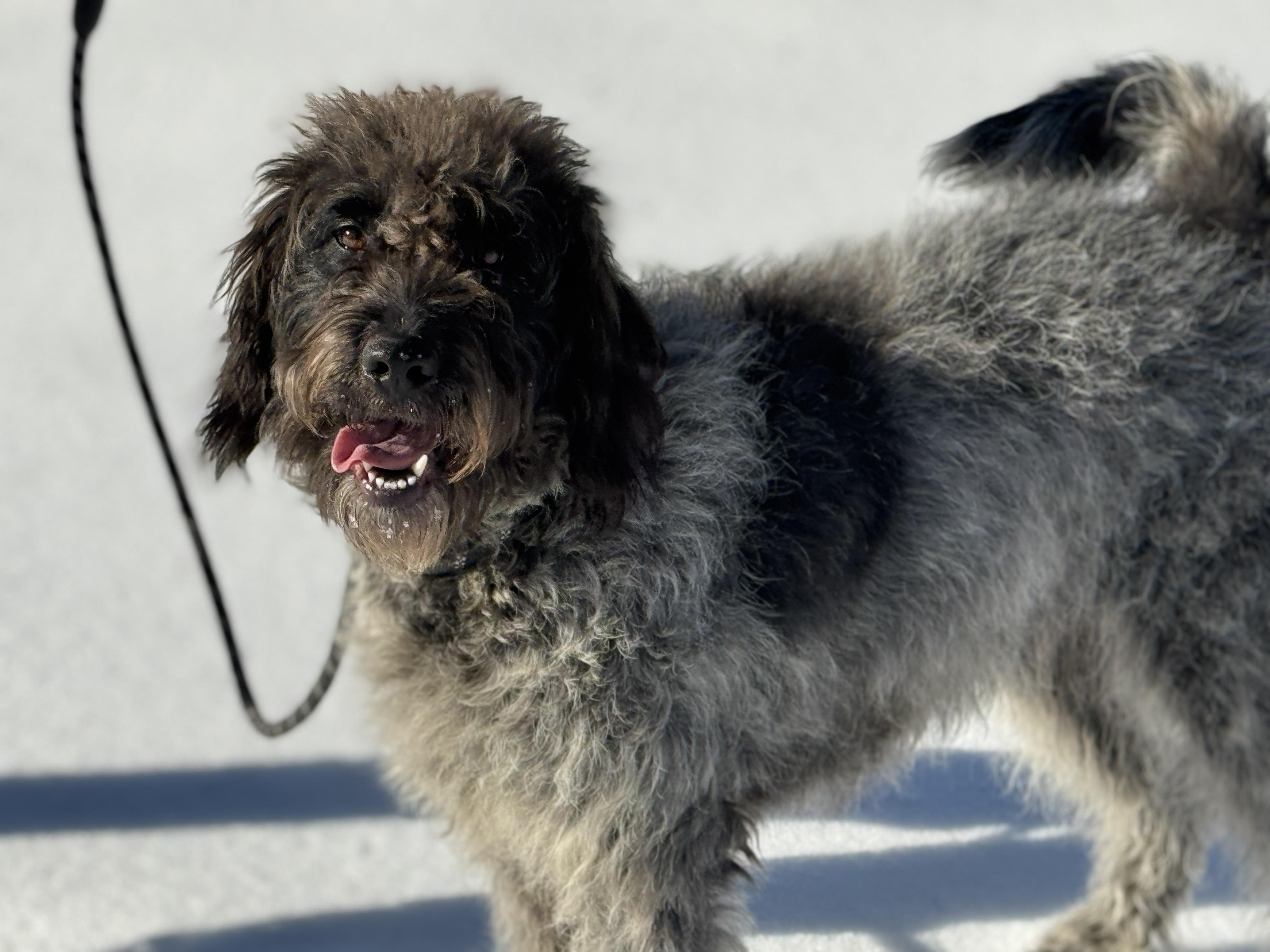 Maya, an adopted mixed breed in Richmond, VA image 2/6