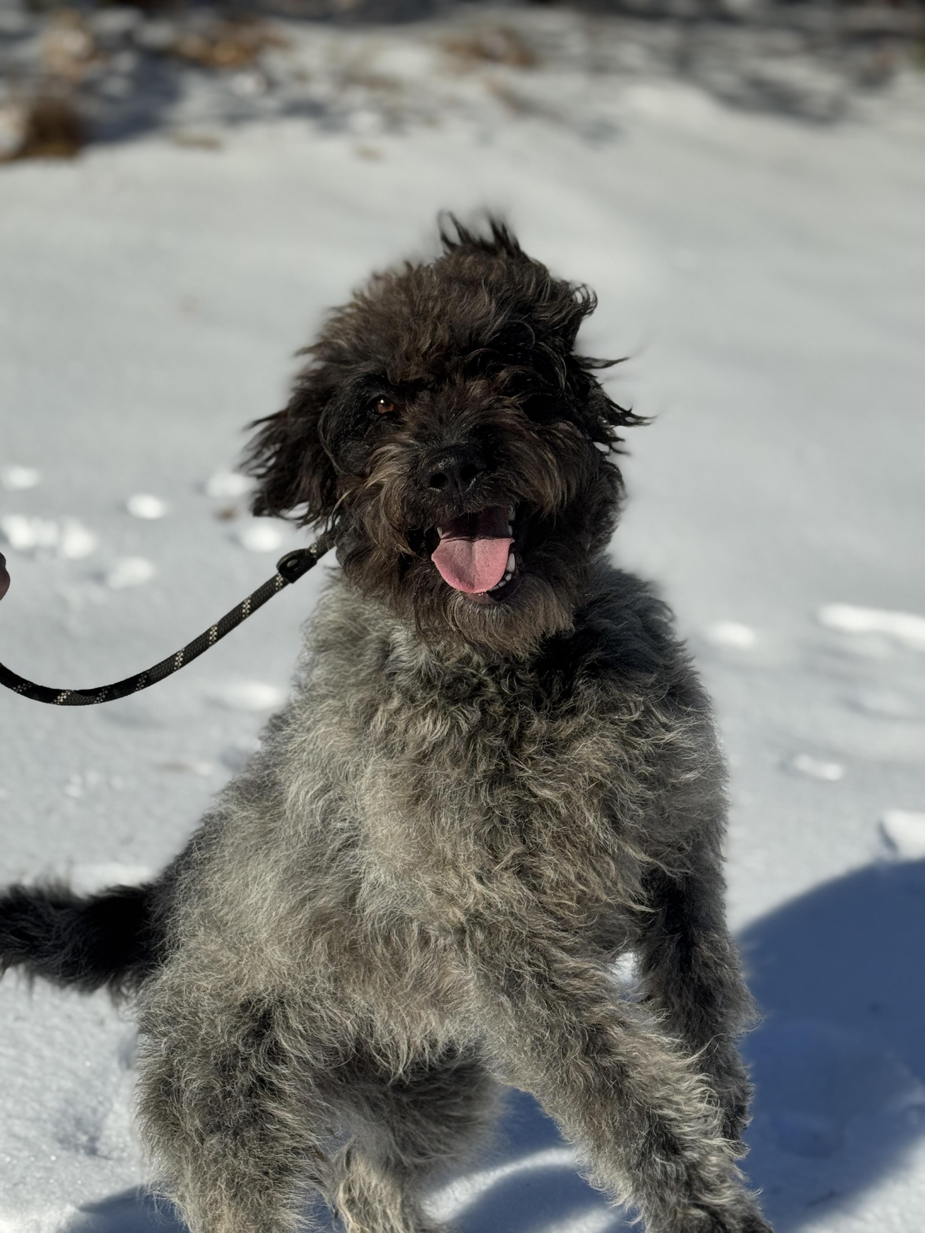 Maya, an adopted mixed breed in Richmond, VA image 5/6