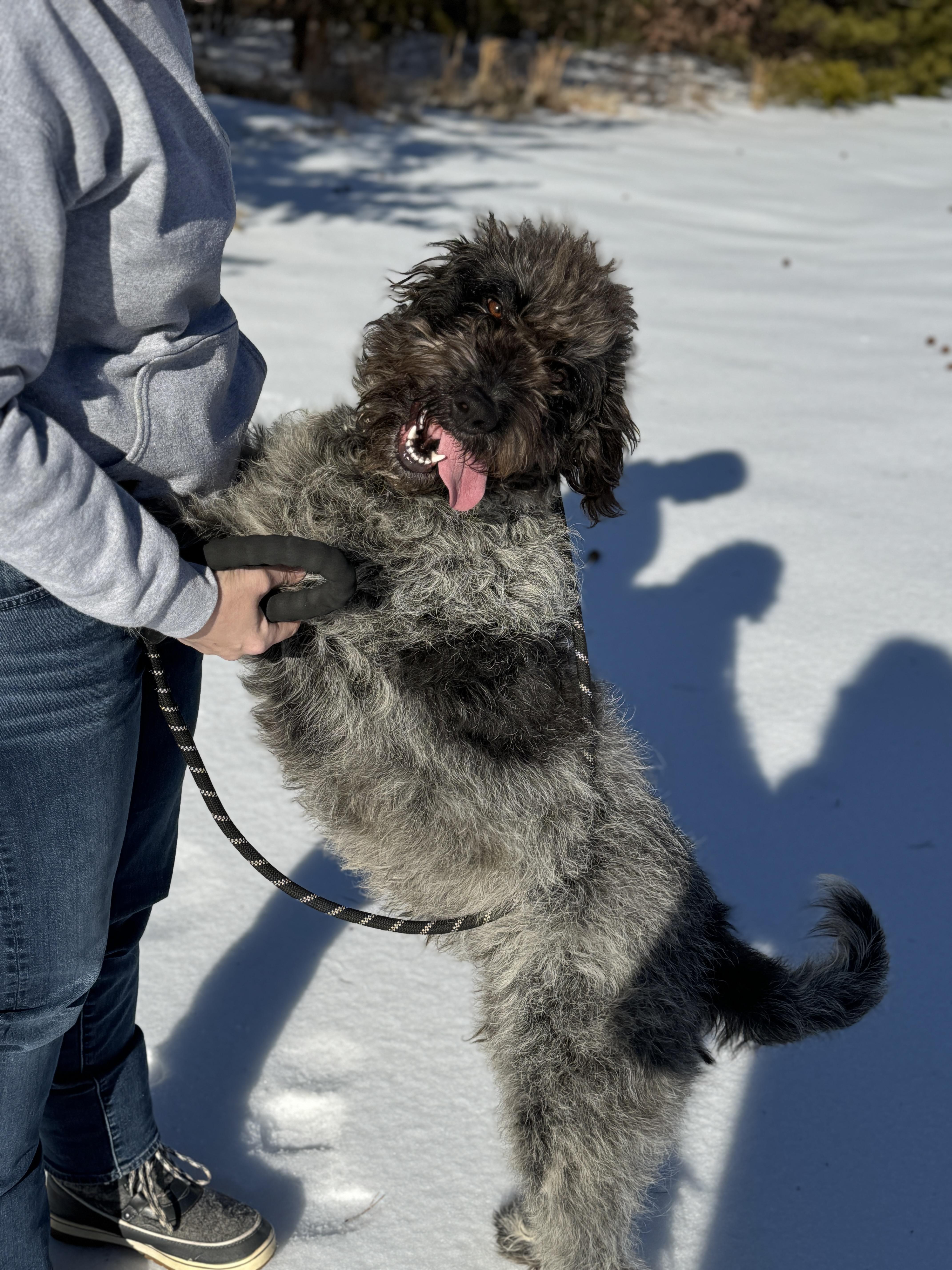Maya, an adopted mixed breed in Richmond, VA image 4/6