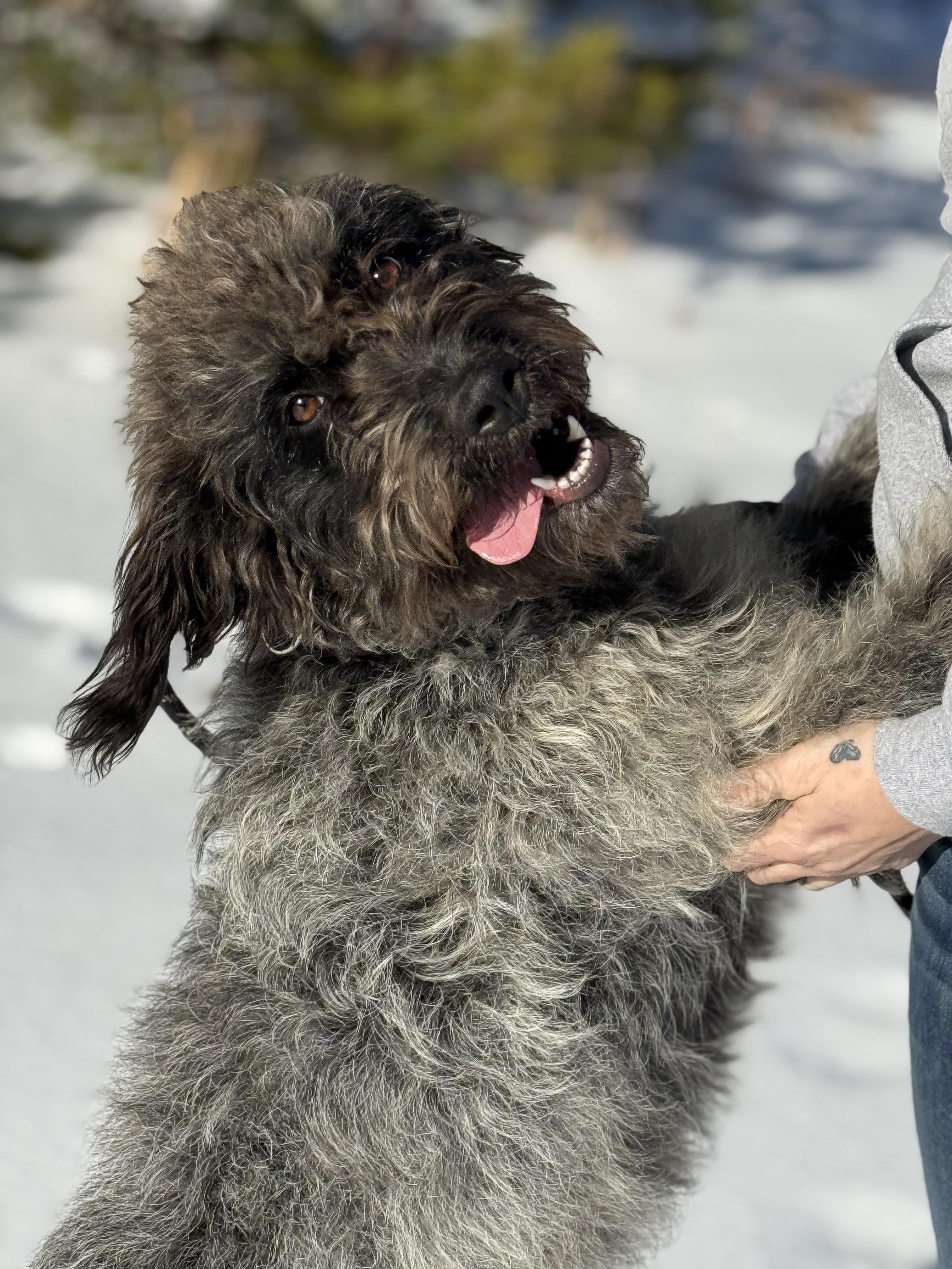 Maya, adopted, Young Female Poodle.