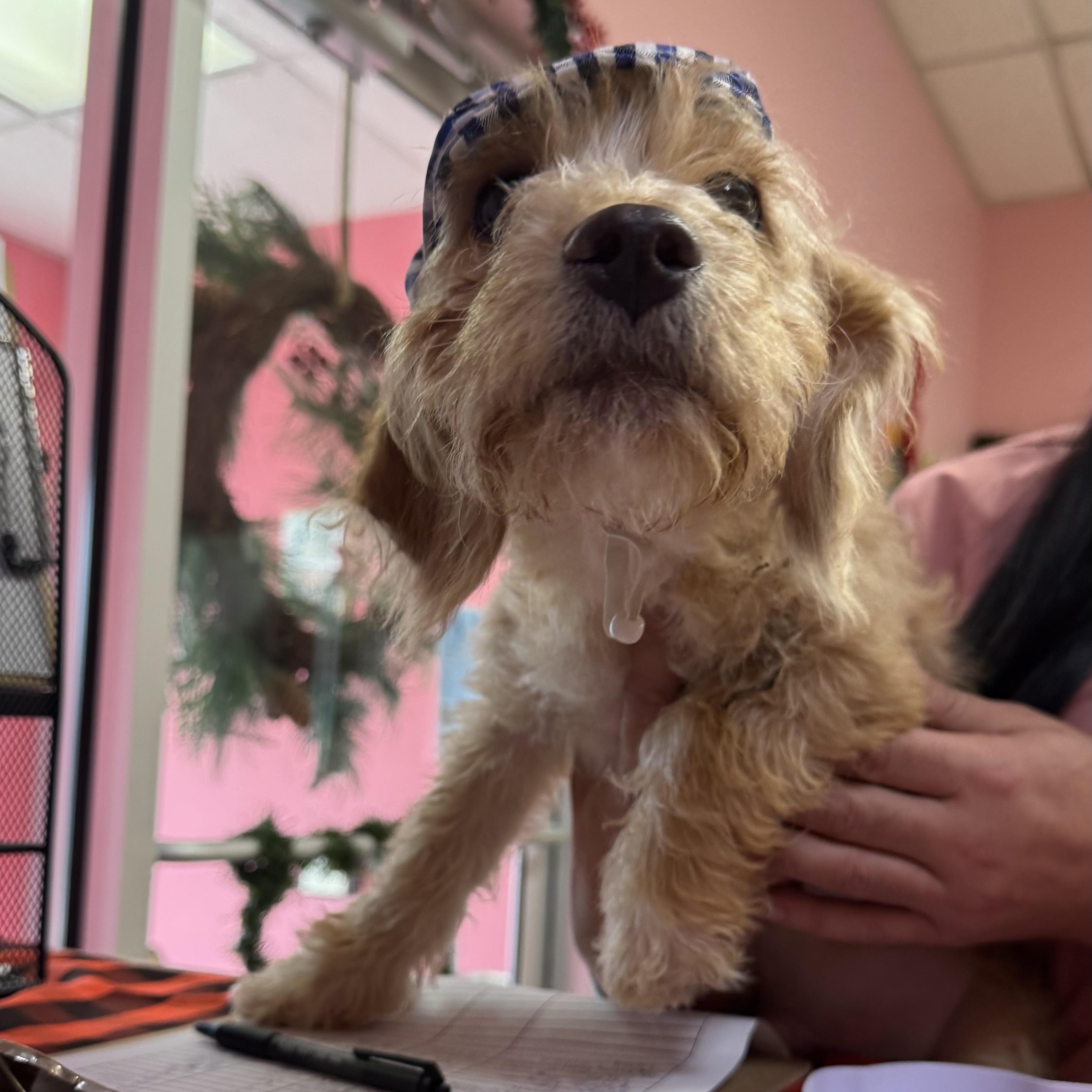 Pecan, adopted, Puppy Male Shih Tzu & Terrier.