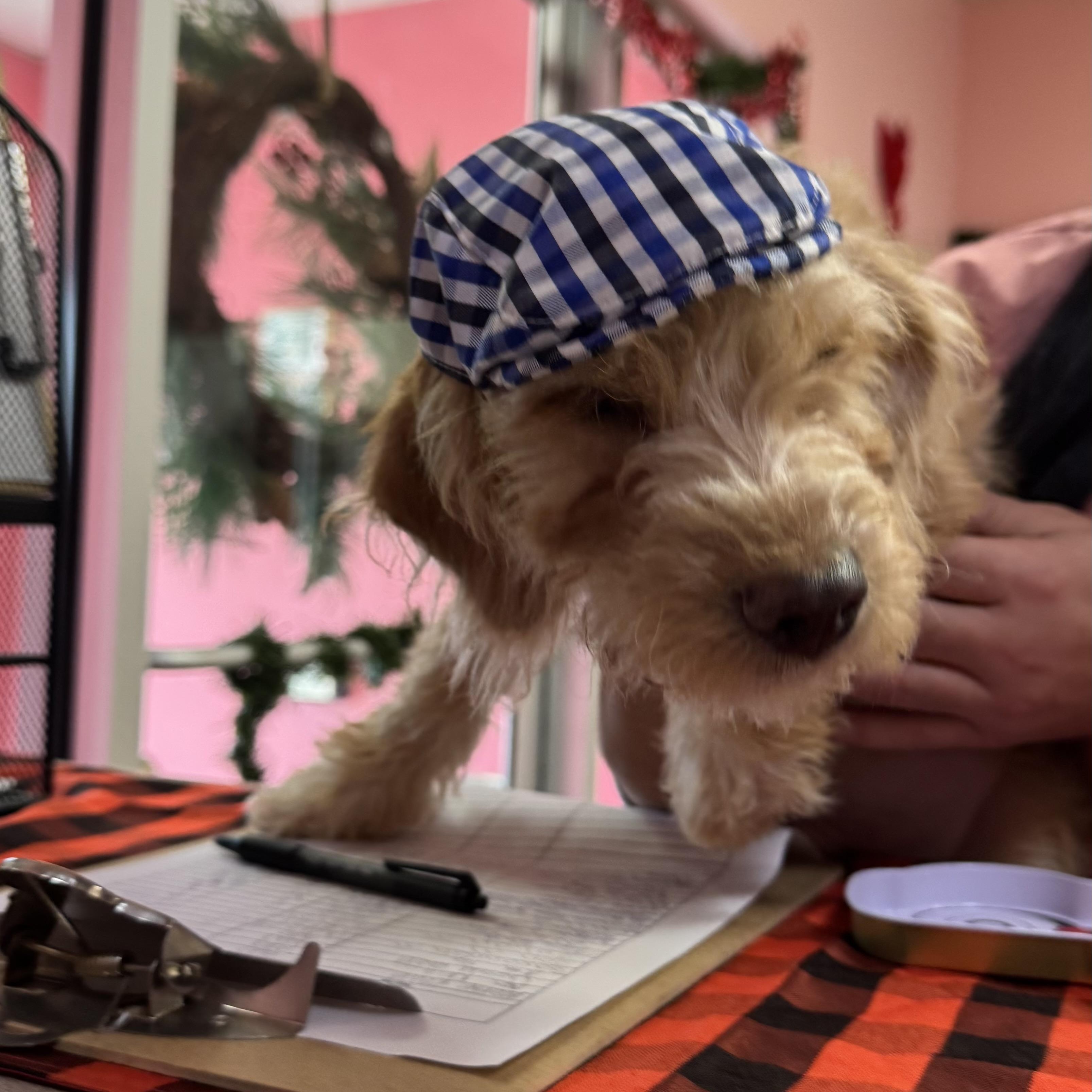 Enlarge Pecan, an adopted mixed breed in Fall River, MA image 2/3