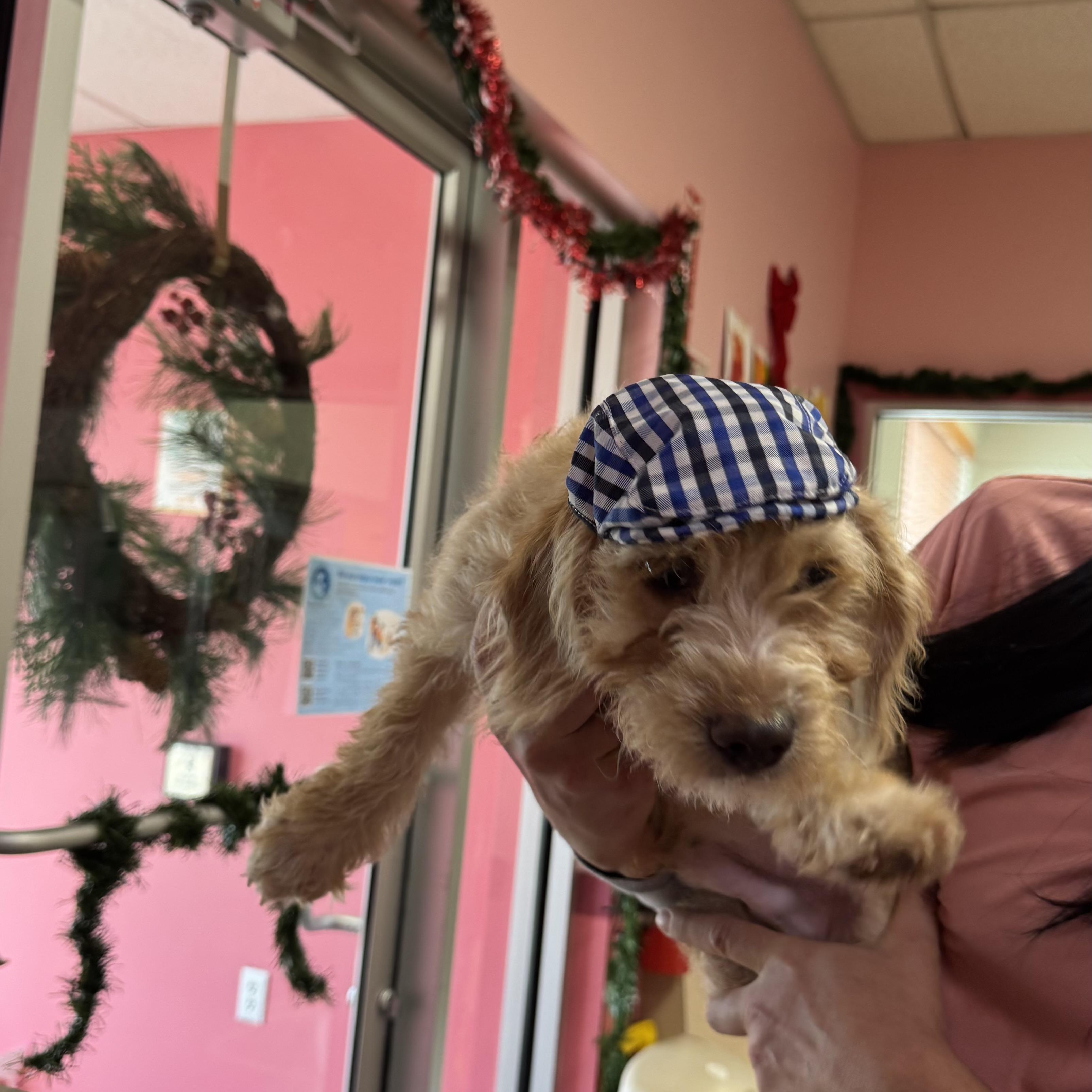 Enlarge Pecan, an adopted mixed breed in Fall River, MA image 3/3