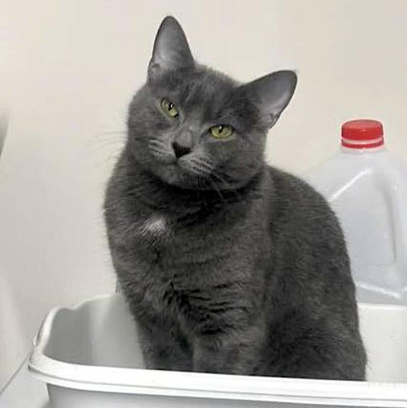 Stacy, a ADOPTABLE Domestic Short Hair in Pittsburgh, PA image 1/5