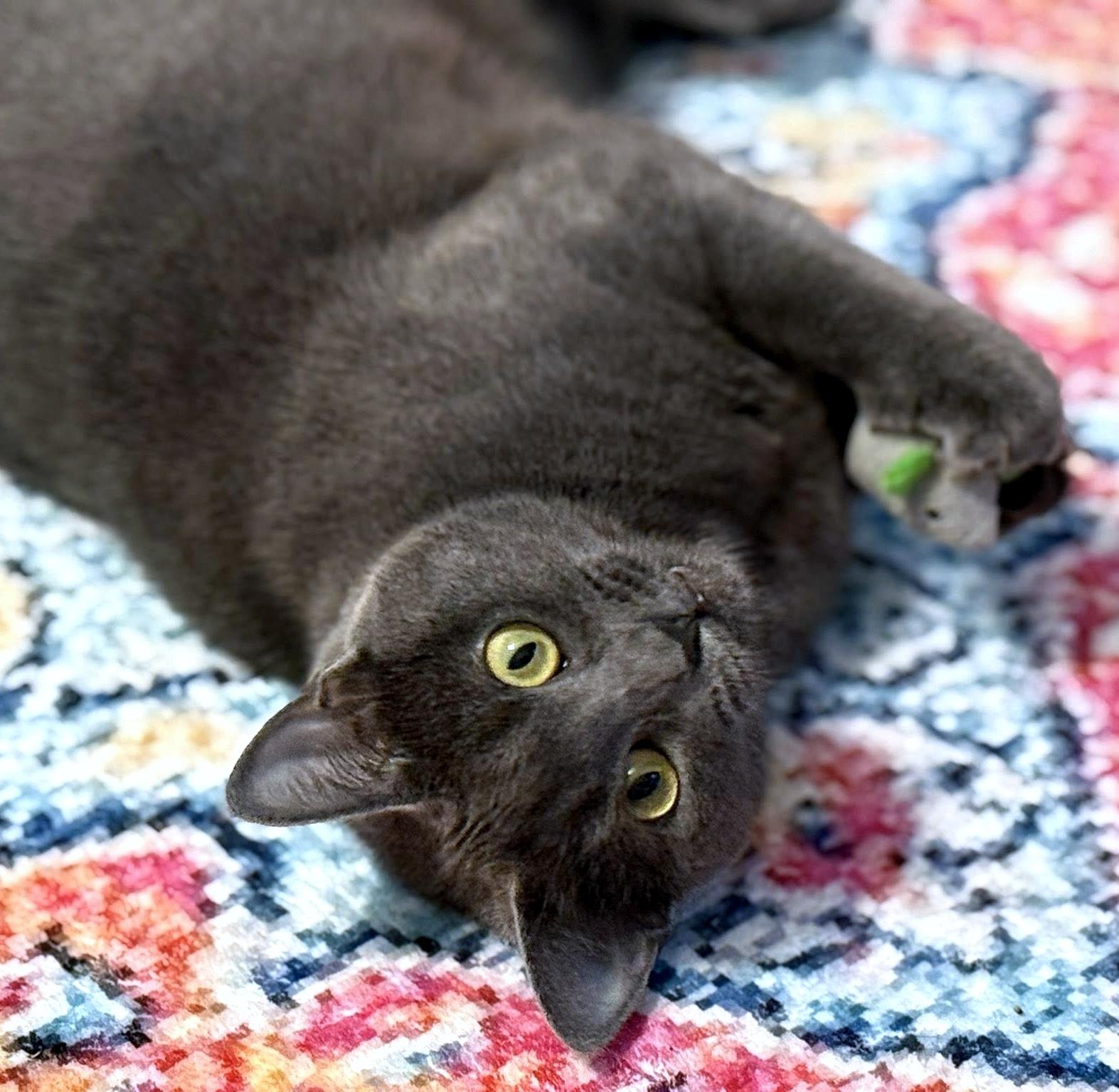 Stacy, a ADOPTABLE Domestic Short Hair in Pittsburgh, PA image 2/5