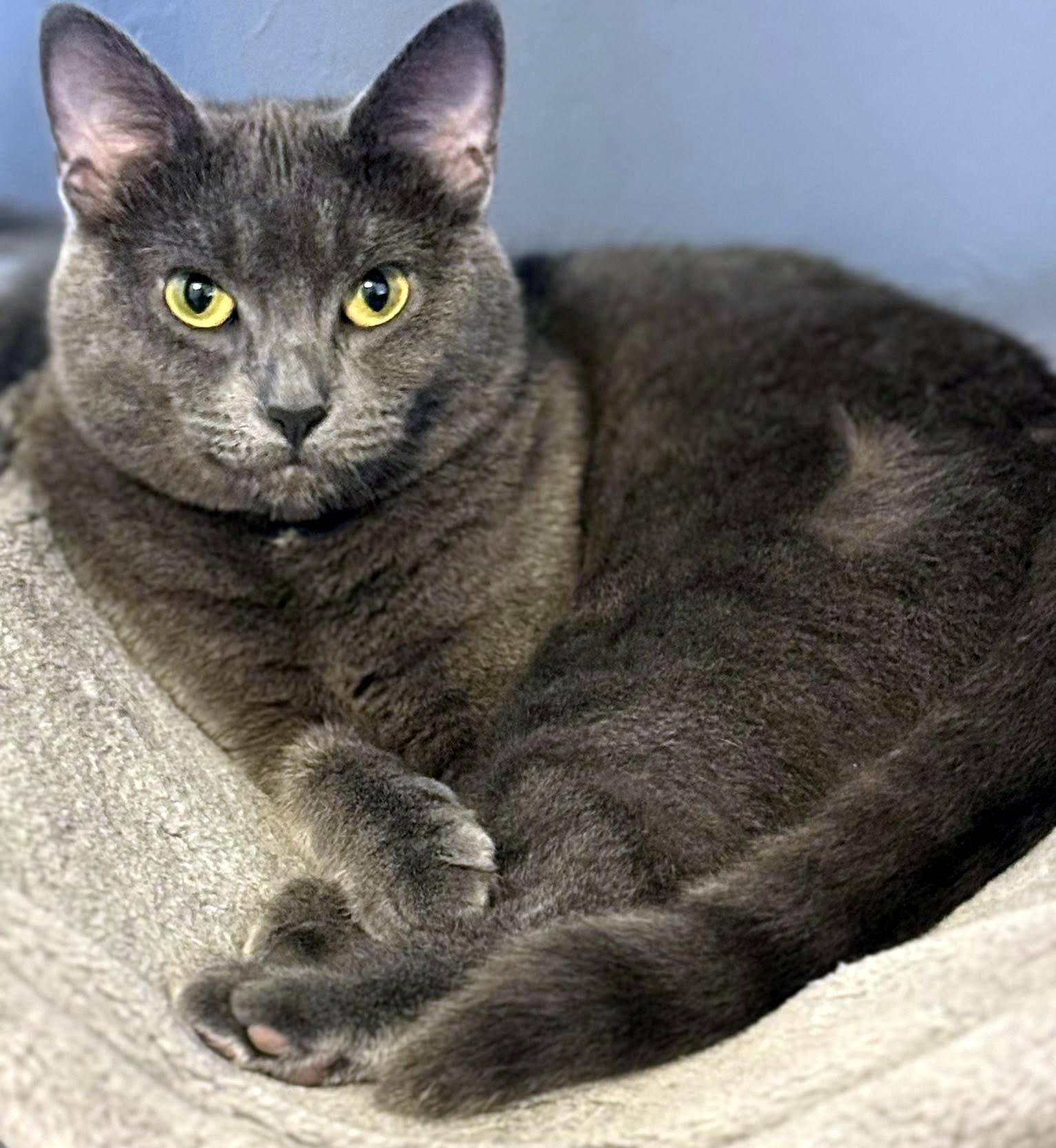 Stacy, a ADOPTABLE Domestic Short Hair in Pittsburgh, PA image 3/5