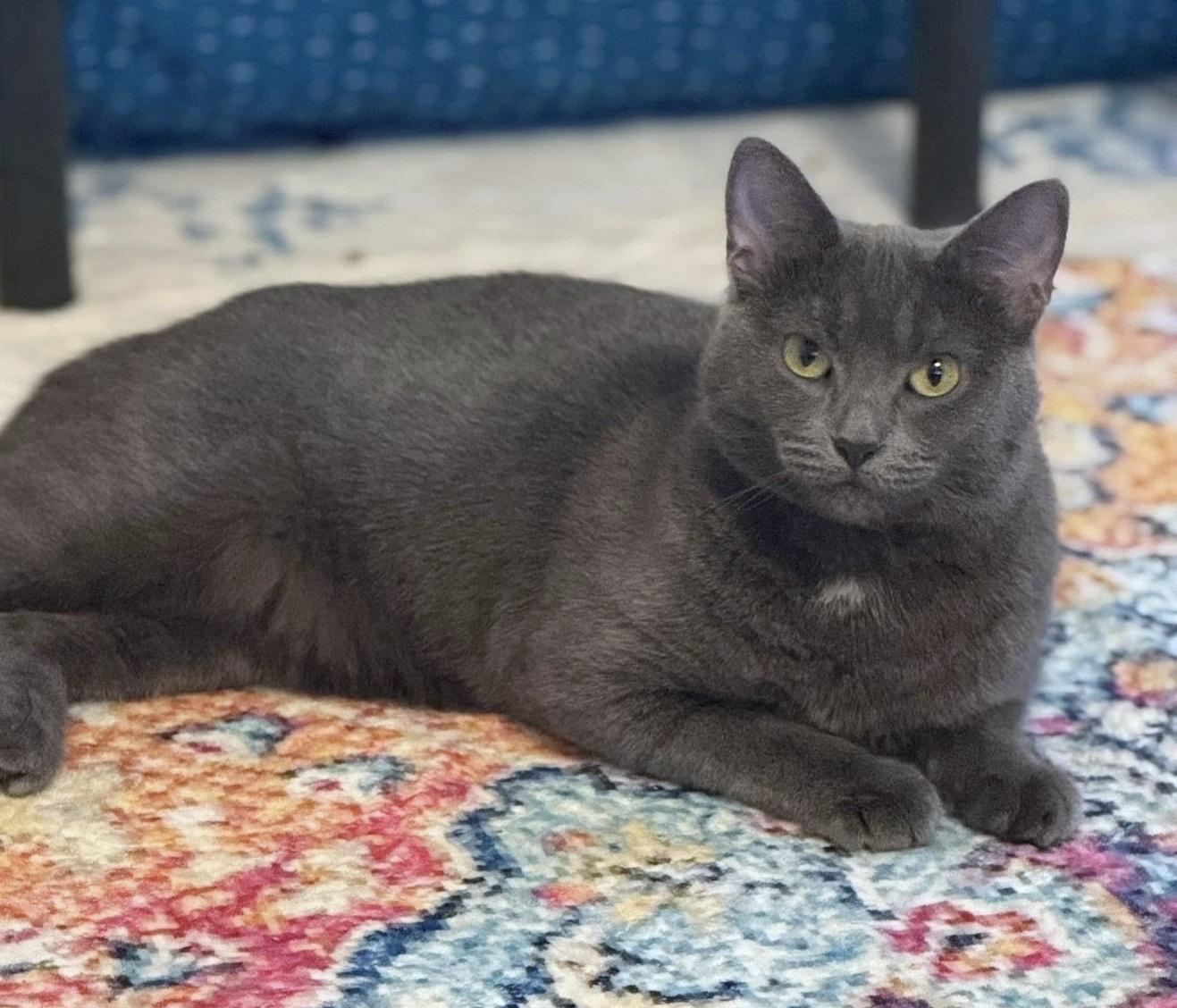 Stacy, a ADOPTABLE Domestic Short Hair in Pittsburgh, PA image 4/5