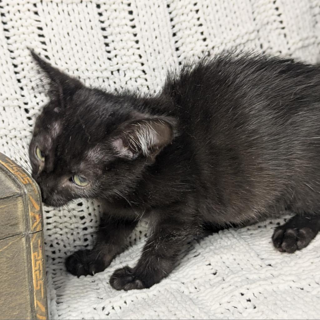 Enlarge Brainerd, a Adoptable Domestic Short Hair in Greenwood, MO image 1/4