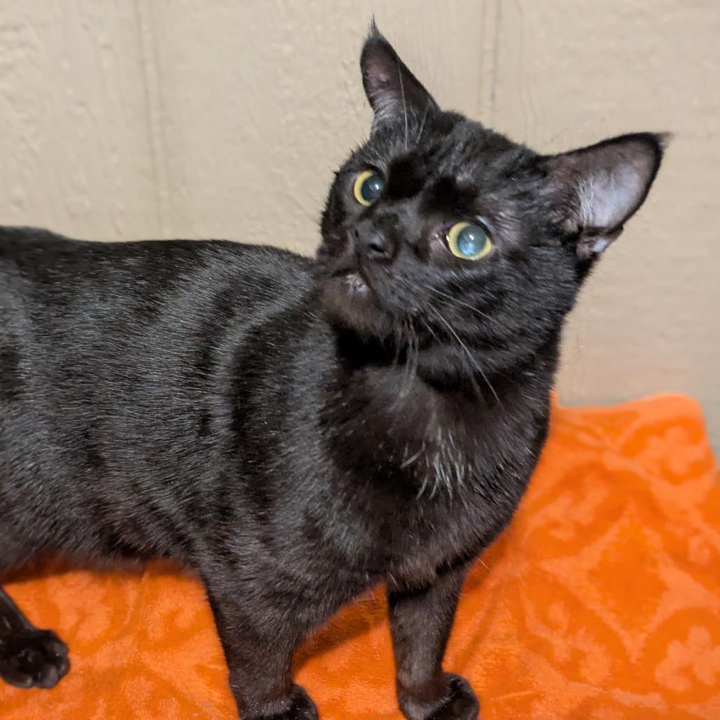 Brainerd, Adoptable, Adult Male Domestic Short Hair.