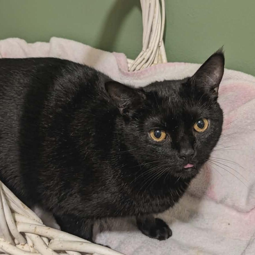 Brainerd, a Adoptable Domestic Short Hair in Greenwood, MO image 4/5