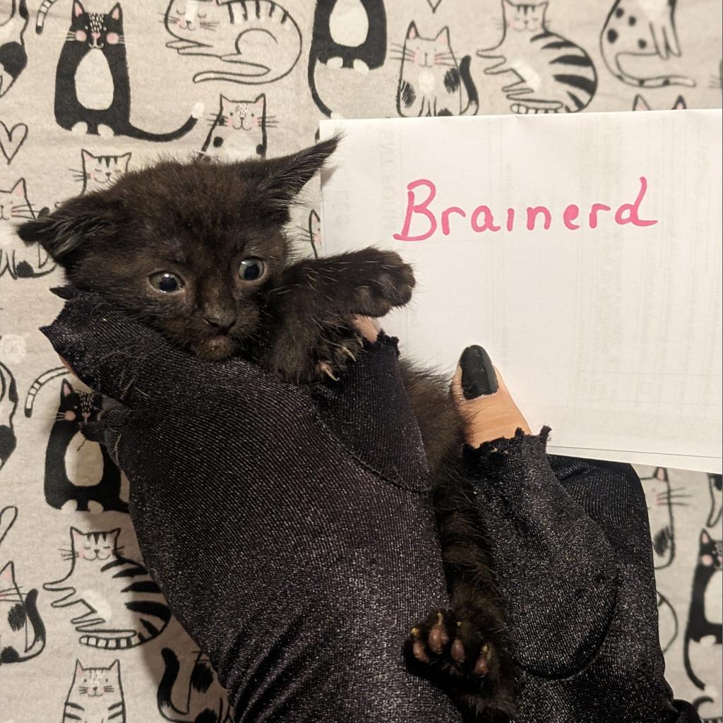 Enlarge Brainerd, a Adoptable Domestic Short Hair in Greenwood, MO image 3/4