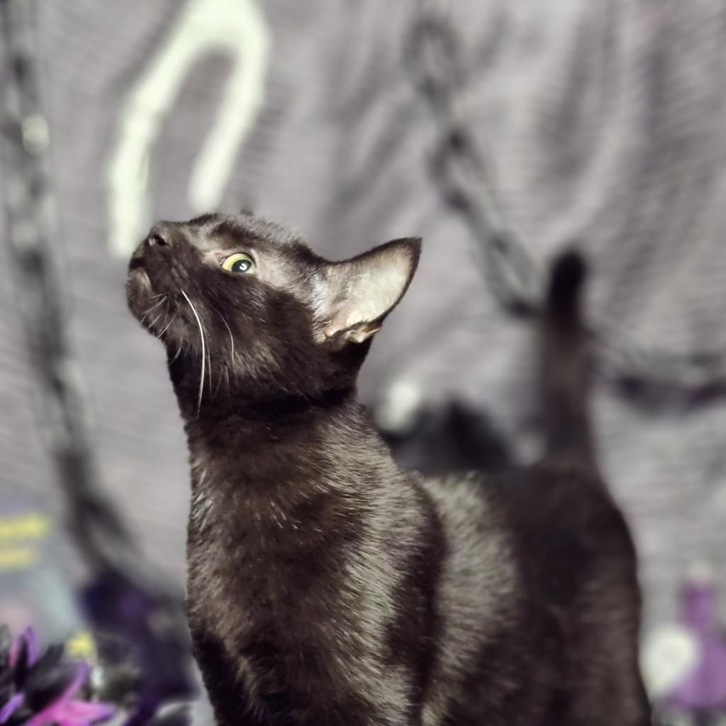 Enlarge Brainerd, a Adoptable Domestic Short Hair in Greenwood, MO image 4/4