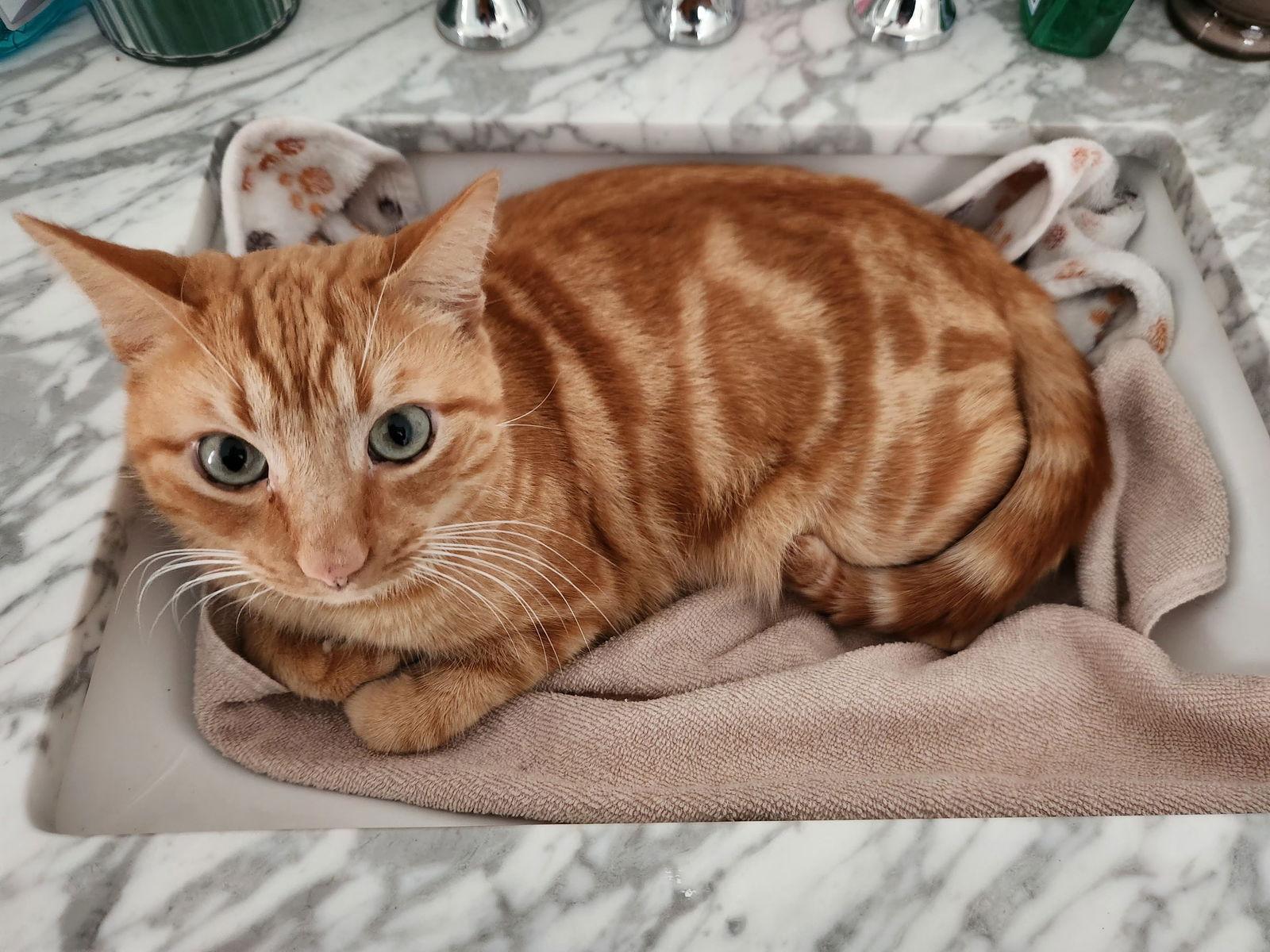 Bean, Adoptable, Adult Male American Shorthair.