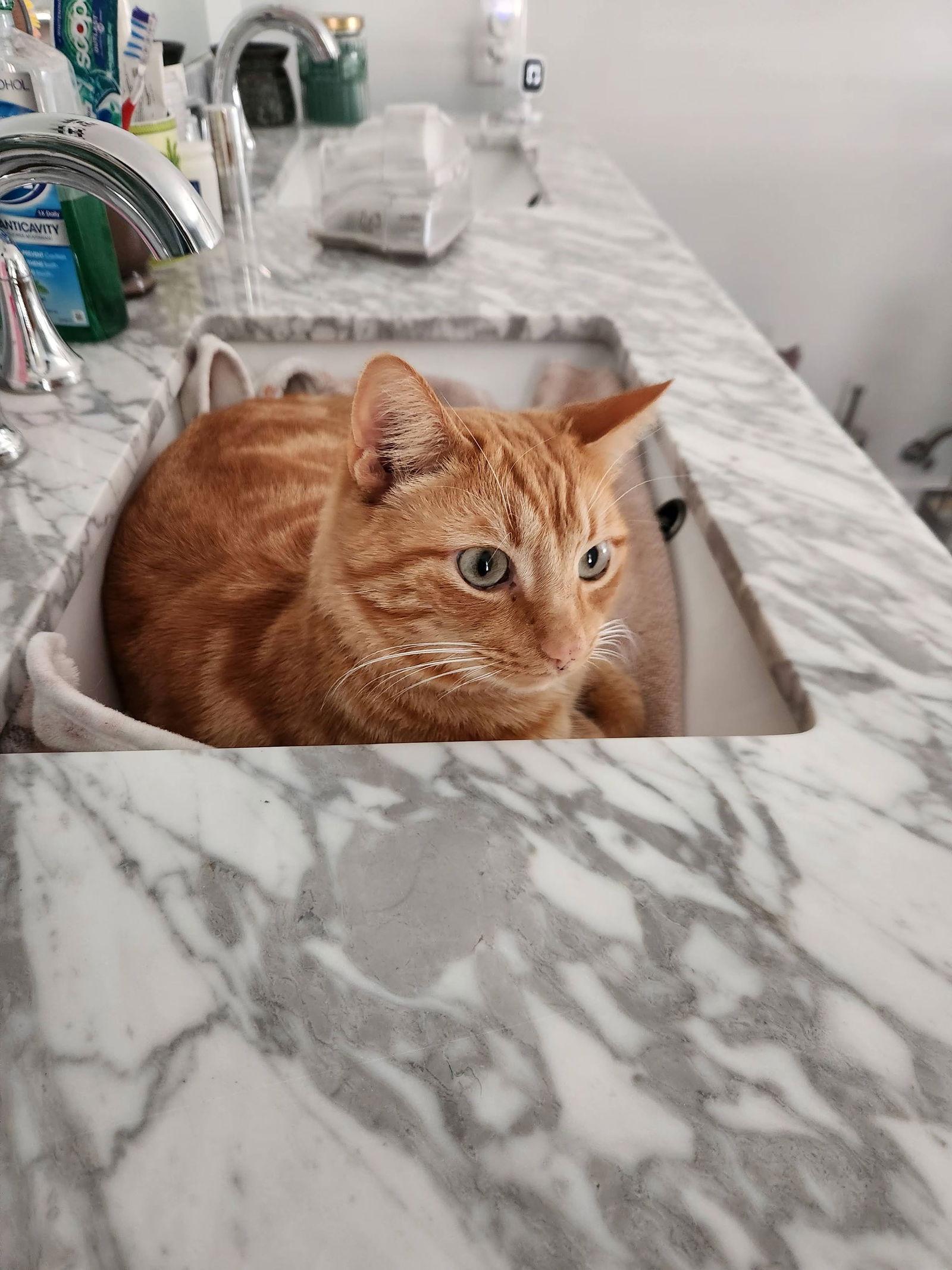 Enlarge Bean, a Adoptable American Shorthair in Roanoke, AL image 2/2