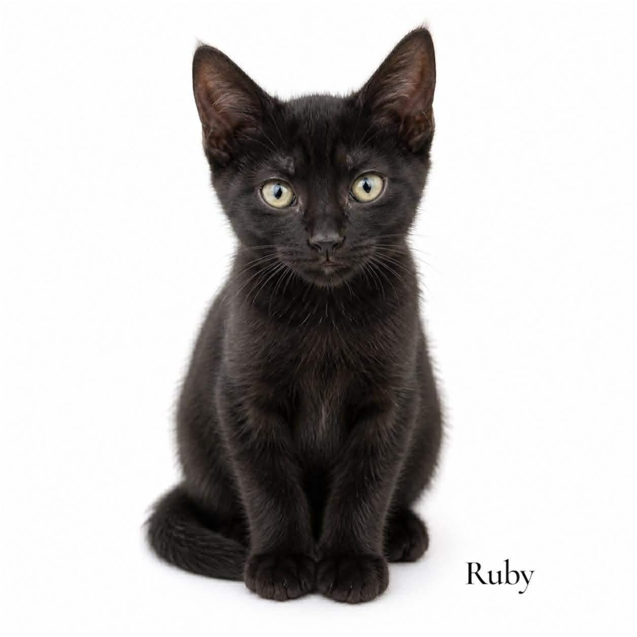 Ruby, ADOPTABLE, Kitten Female Domestic Short Hair.