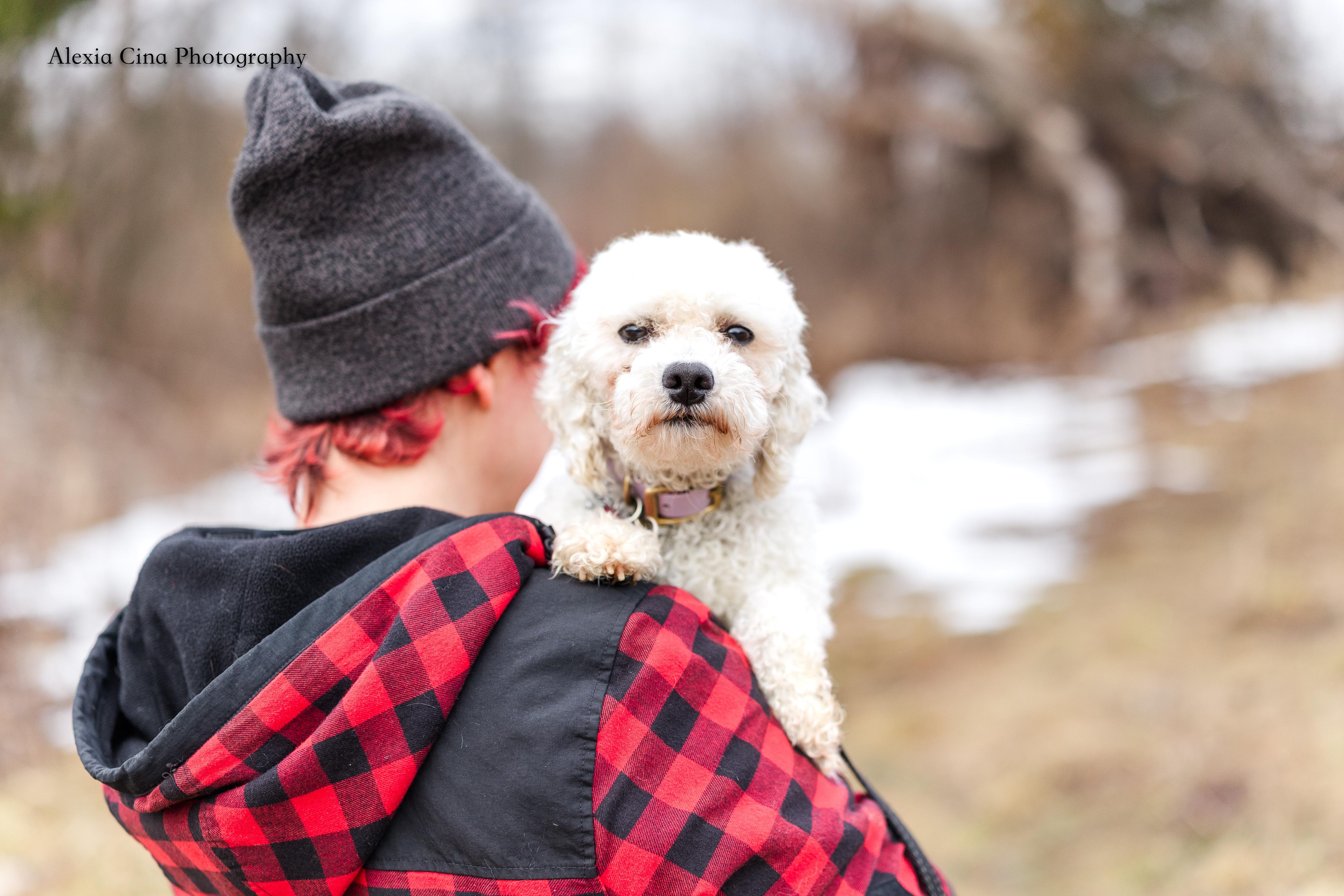 Enlarge Frederick, an adopted Bichon Frise in Drumbo, ON image 2/3