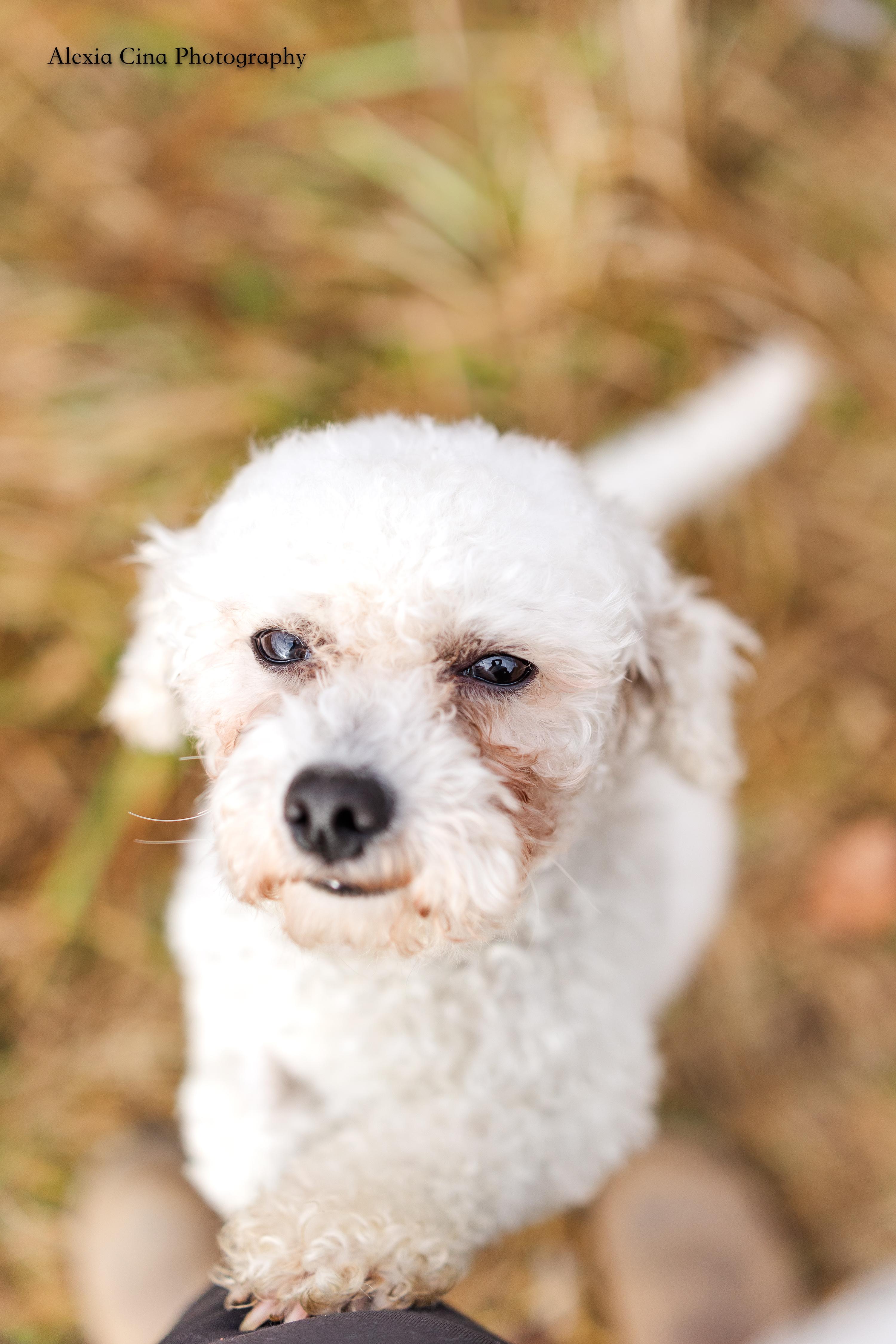 Enlarge Frederick, an adopted Bichon Frise in Drumbo, ON image 3/3