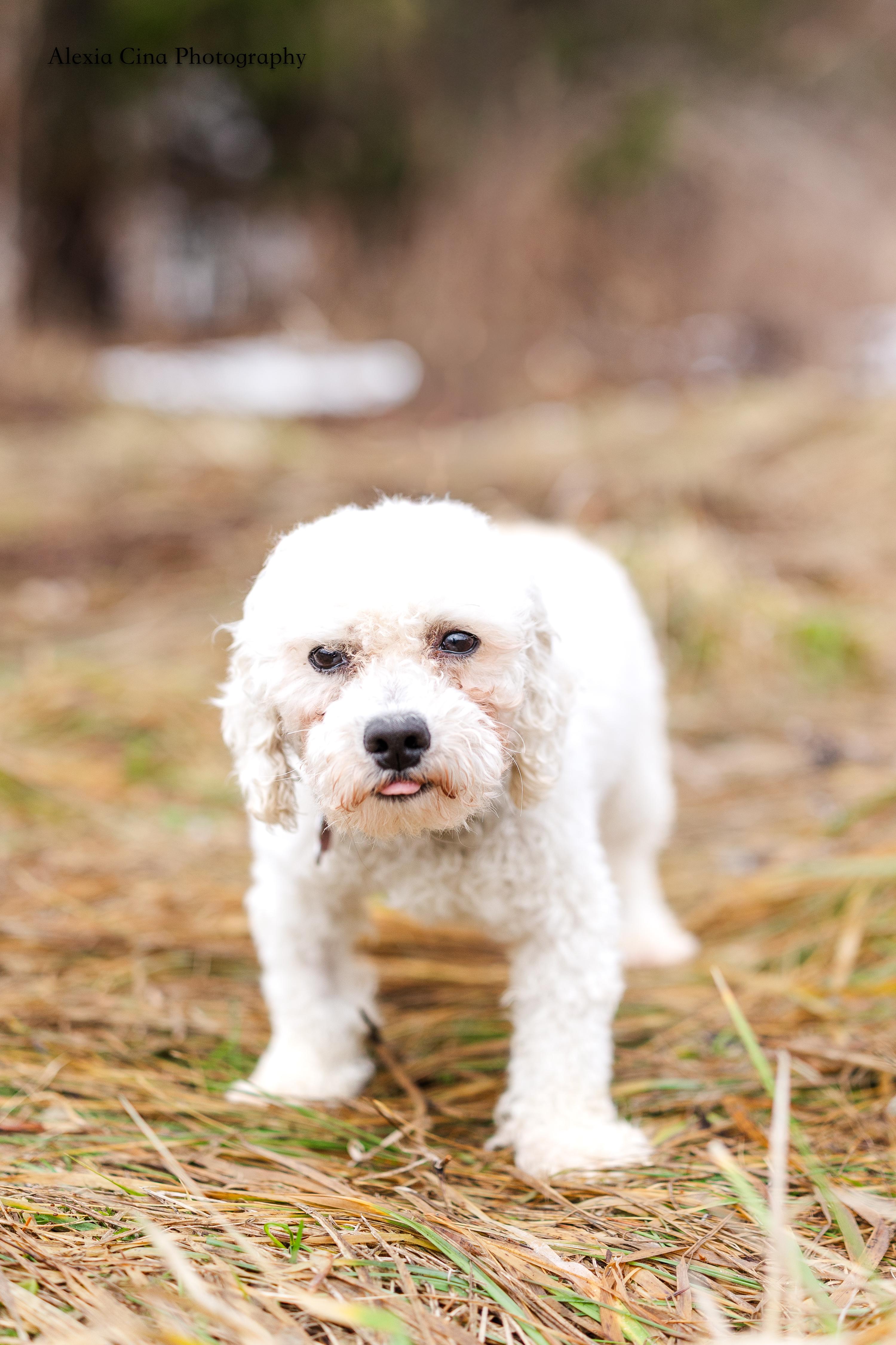 Enlarge Frederick, an adopted Bichon Frise in Drumbo, ON image 1/3