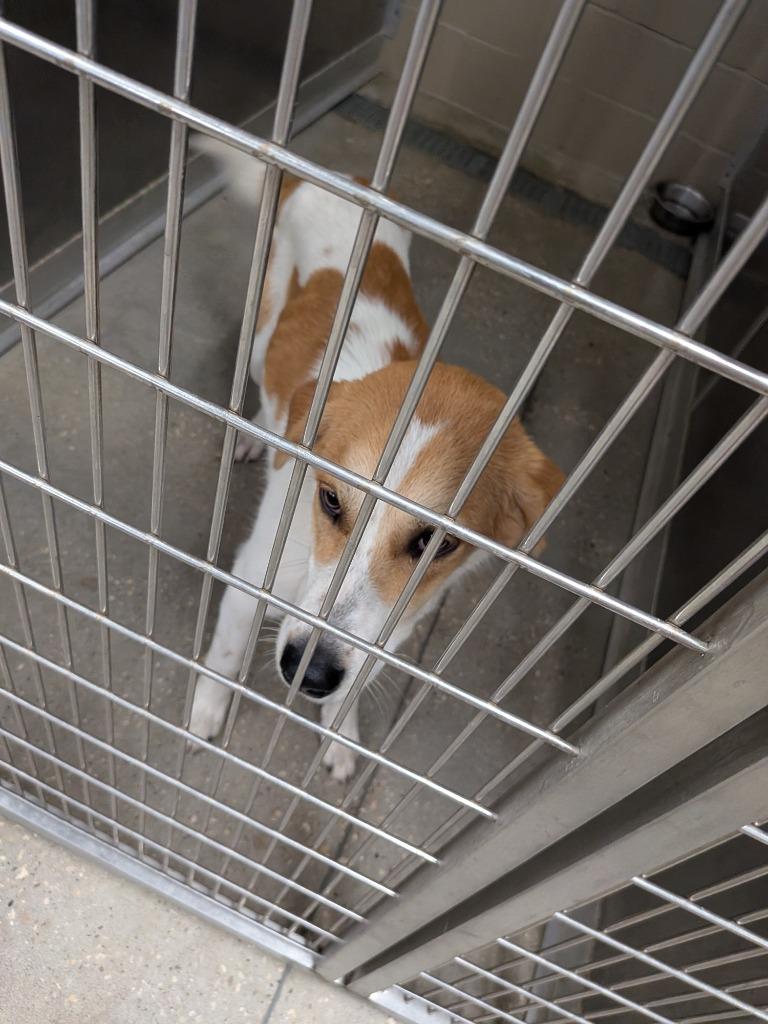 Adele, Adoptable, Young Female Cattle Dog.