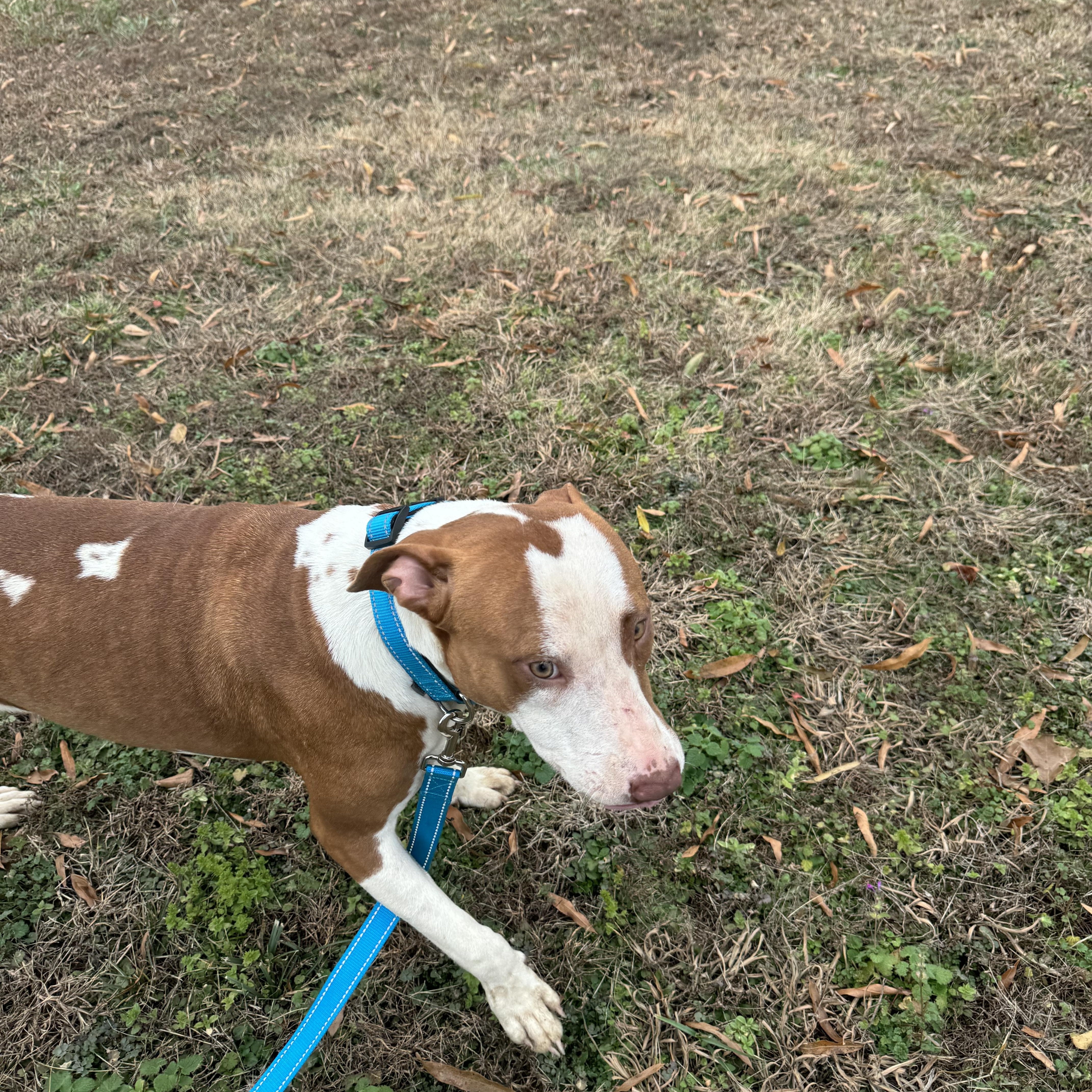 Enlarge Opal, a Adoptable mixed breed in Charlotte, NC image 4/4