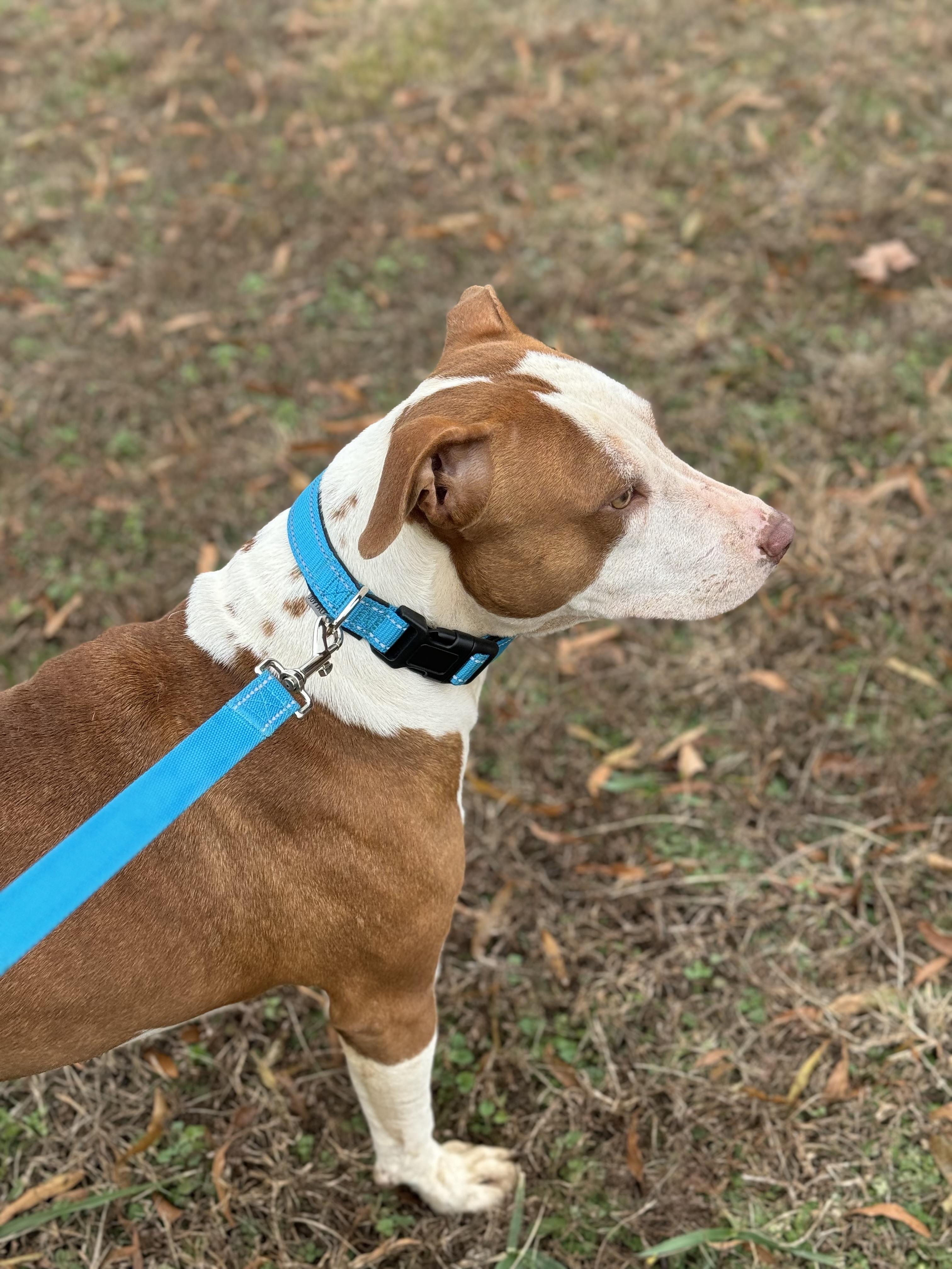 Enlarge Opal, a Adoptable mixed breed in Charlotte, NC image 2/4