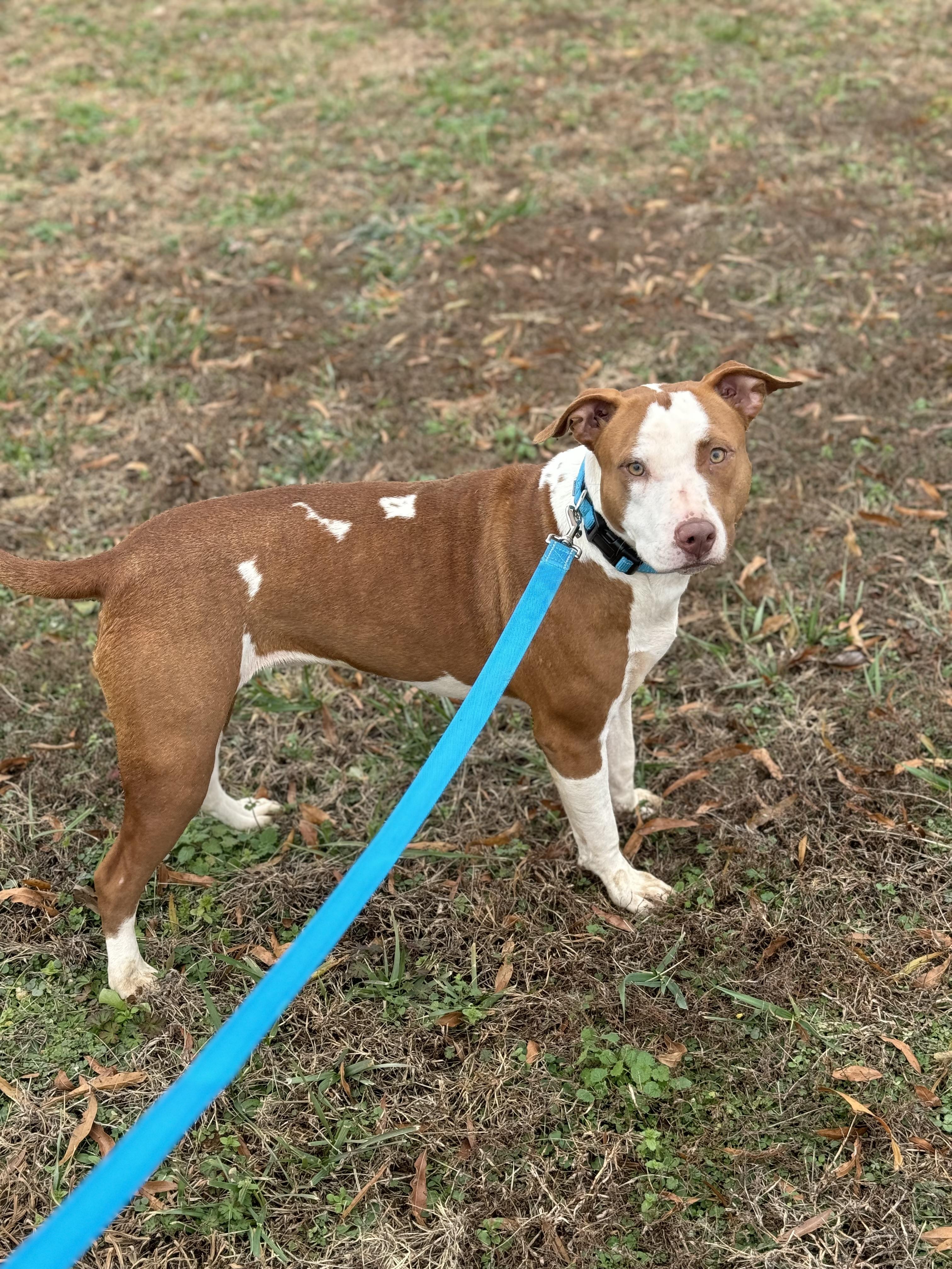 Enlarge Opal, a Adoptable mixed breed in Charlotte, NC image 1/4