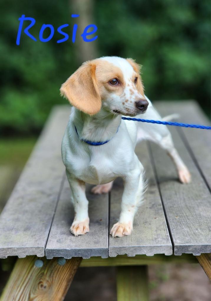 Enlarge Rosie, a Adoptable Dachshund in Cambridge, MD image 1/1