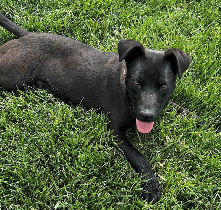 Enlarge Paden, a Adoptable Shepherd in Brownstown, IN image 1/1