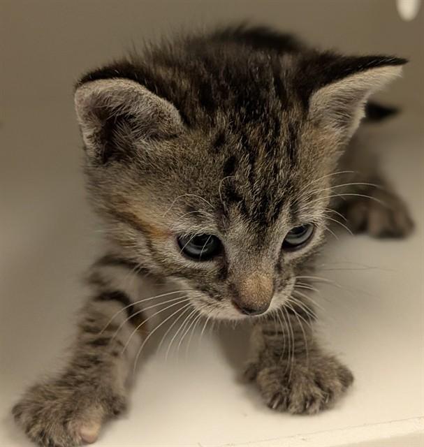 Enlarge LUCY - ADOPTION PENDING, a Adoptable Domestic Short Hair in Ontario, CA image 1/1