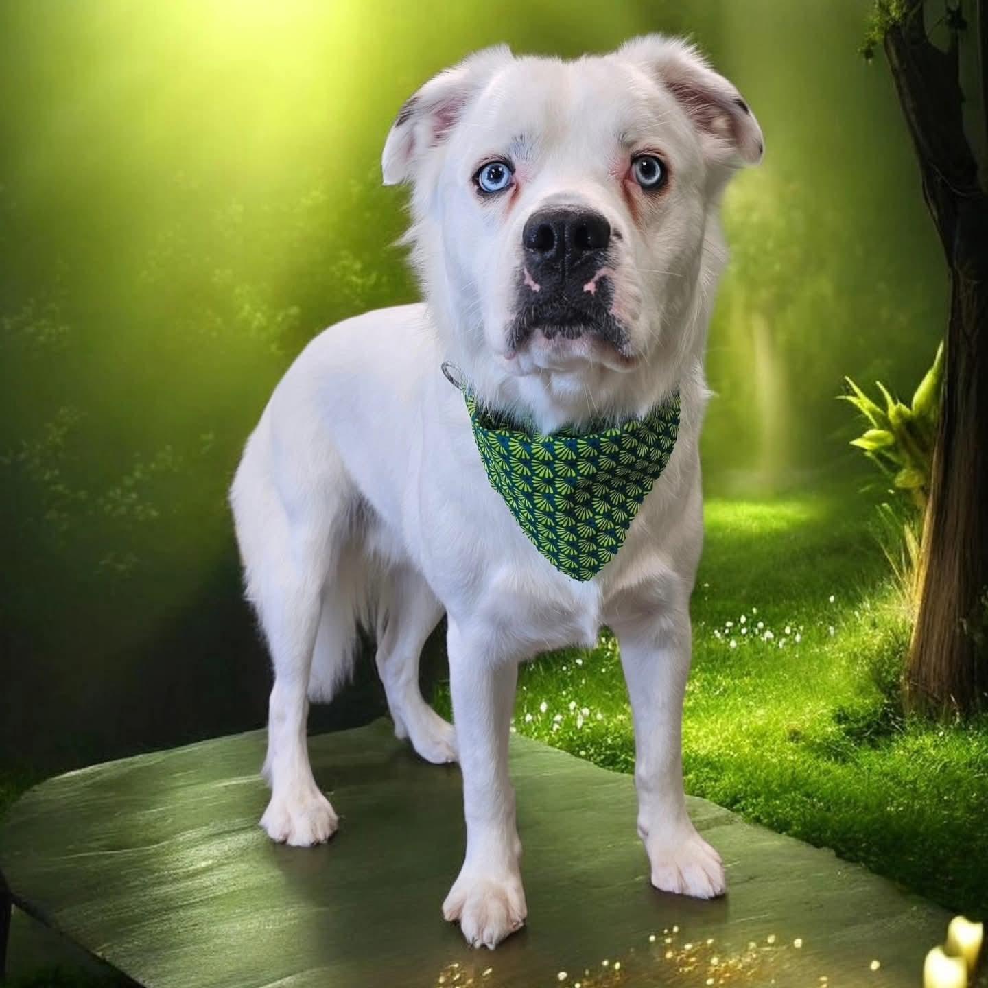 Falcor, Adoptable, Adult Male Great Pyrenees.