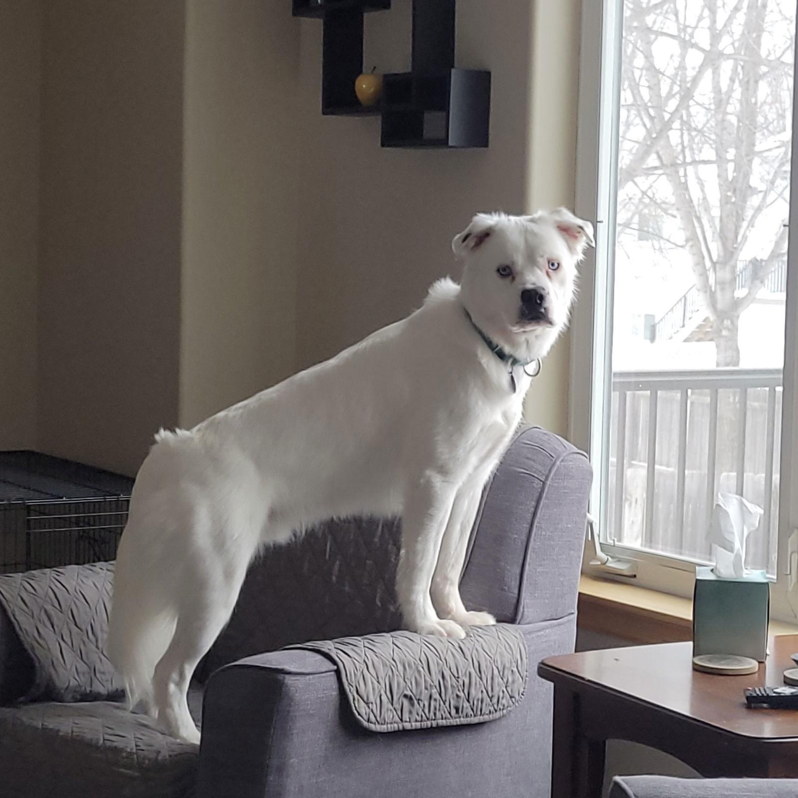 Enlarge Falcor, a Adoptable Great Pyrenees in Fargo, ND image 1/3