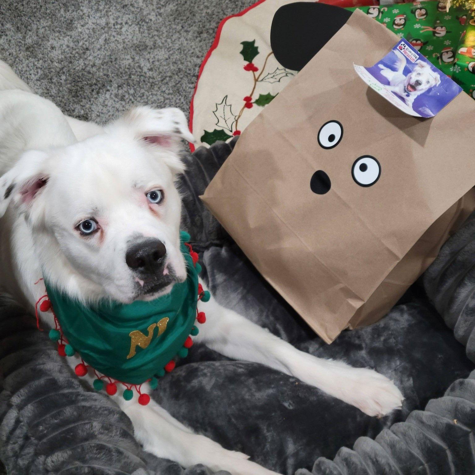 Falcor, Adoptable, Adult Male Great Pyrenees.