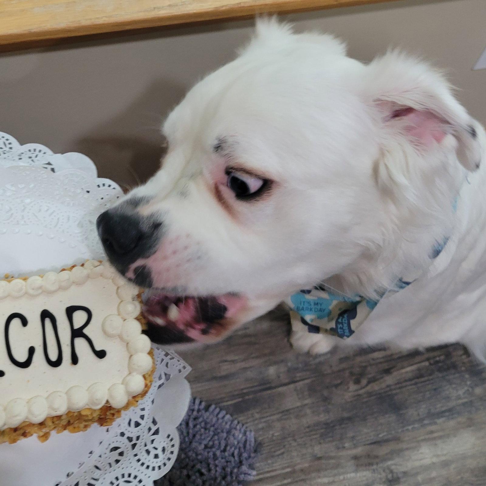 Falcor, Adoptable, Adult Male Great Pyrenees.