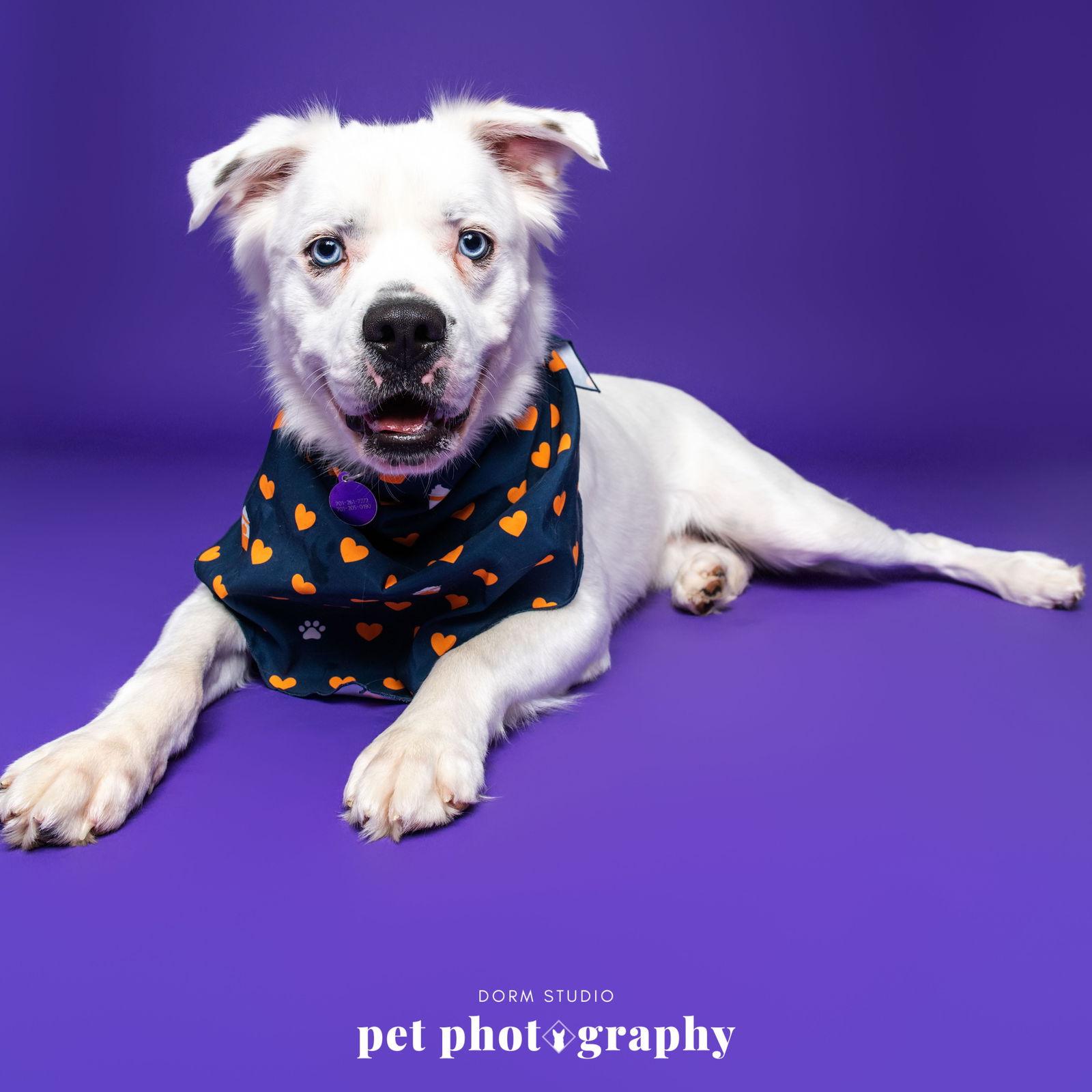 Falcor, a Adoptable Great Pyrenees in Fargo, ND image 1/3