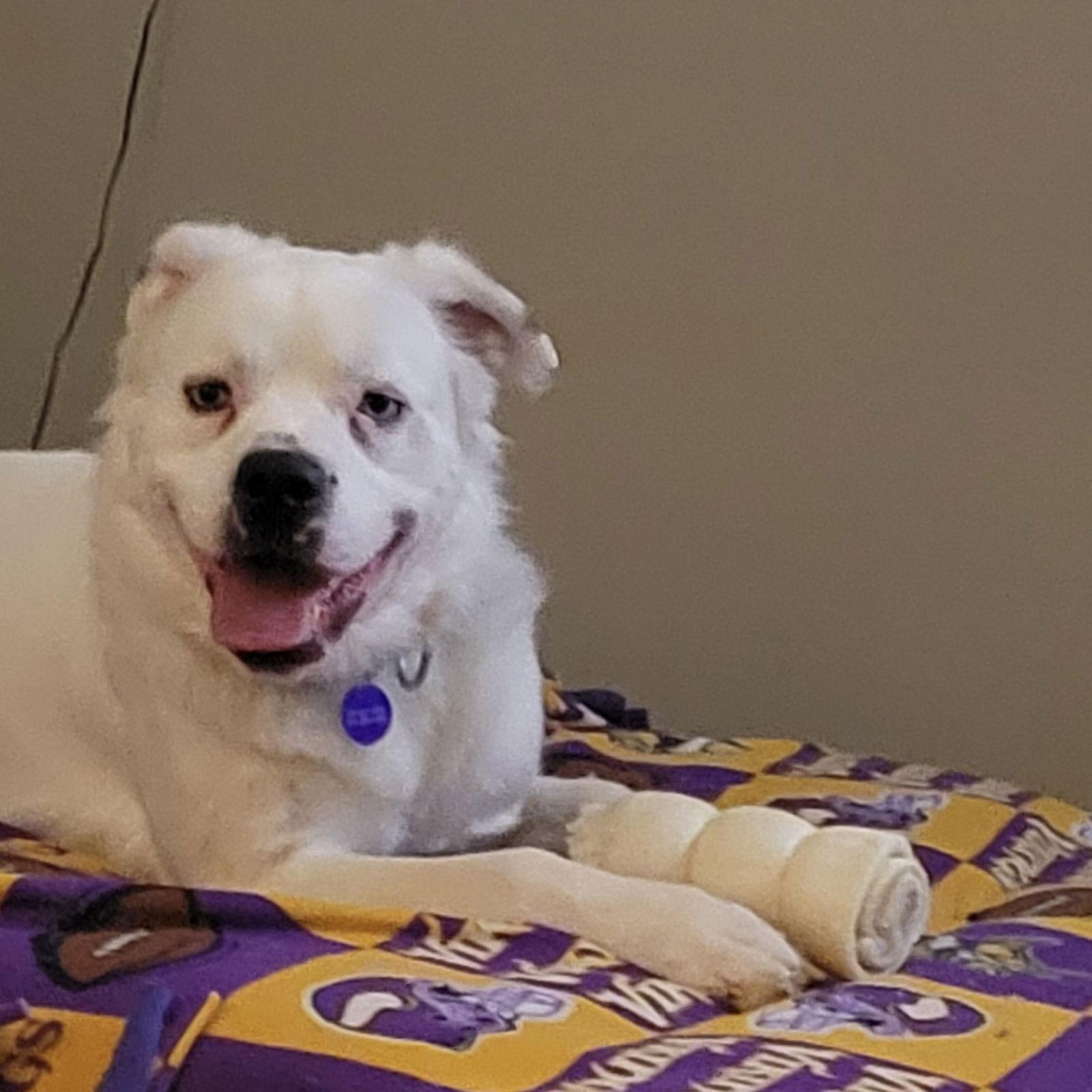 Enlarge Falcor, a Adoptable Great Pyrenees in Fargo, ND image 2/3